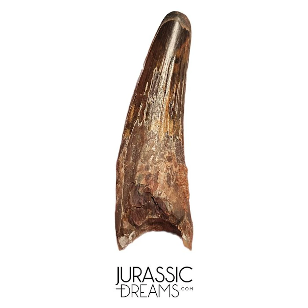 Nicely Preserved Spinosaurus aegyptiacus Dinosaur Tooth...