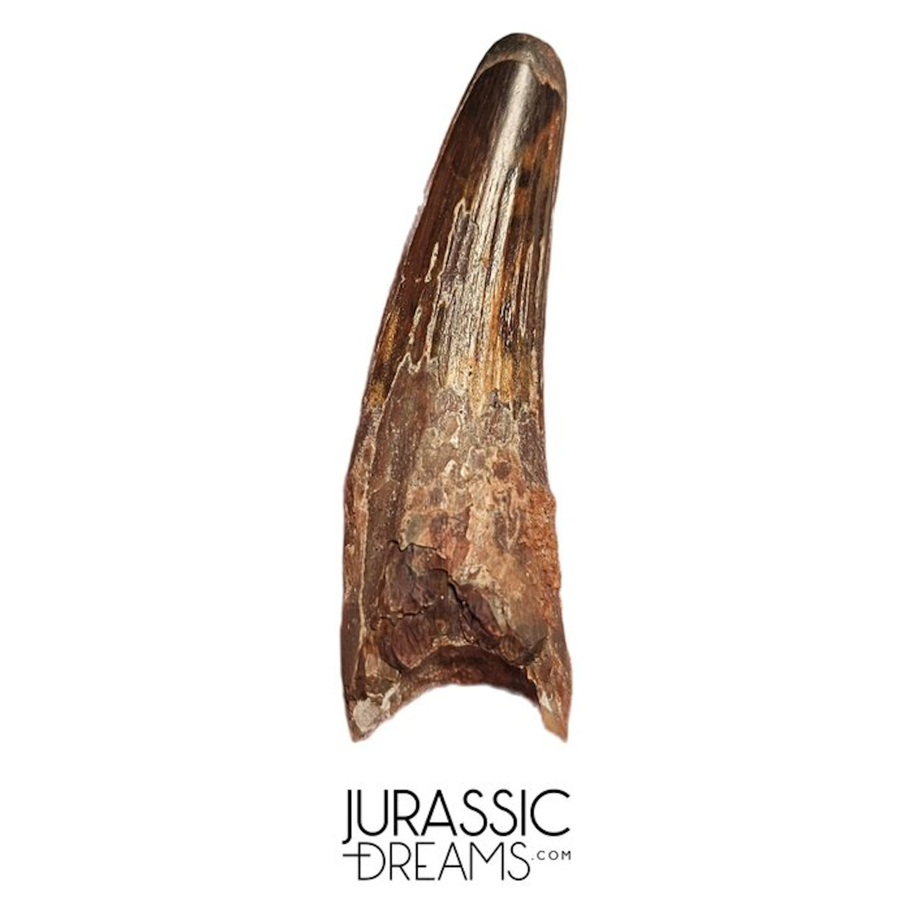 Nicely Preserved Spinosaurus aegyptiacus Dinosaur Tooth...