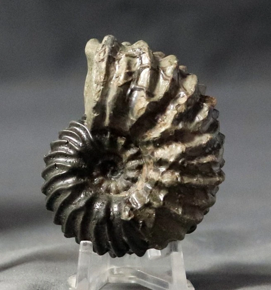 Fine and striking ammonite - From extinct location...