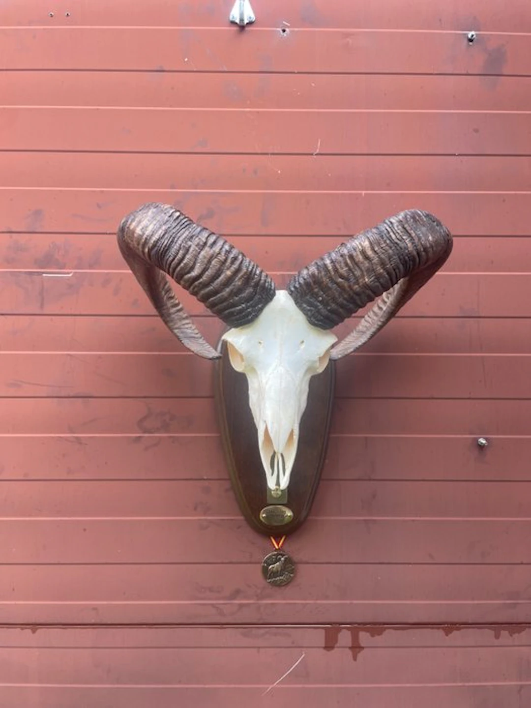 Hunting trophy