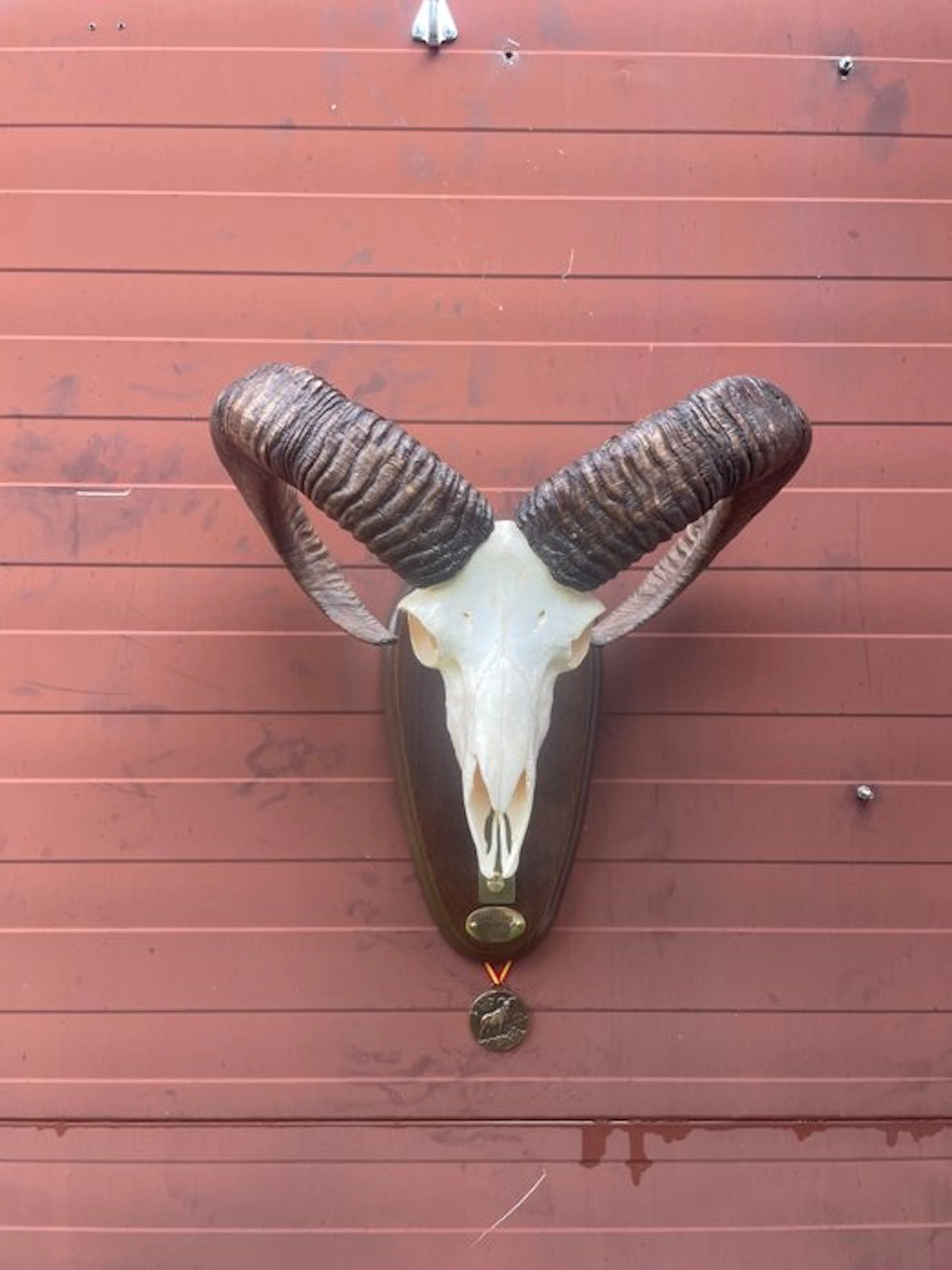 Hunting trophy