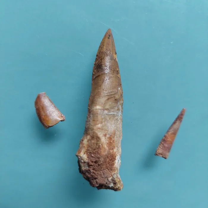 Dinosaur - Fossil tooth - Abelisaurus