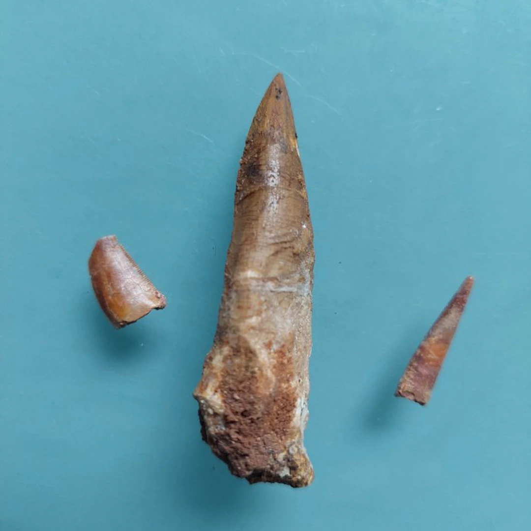 Dinosaur - Fossil tooth - Abelisaurus