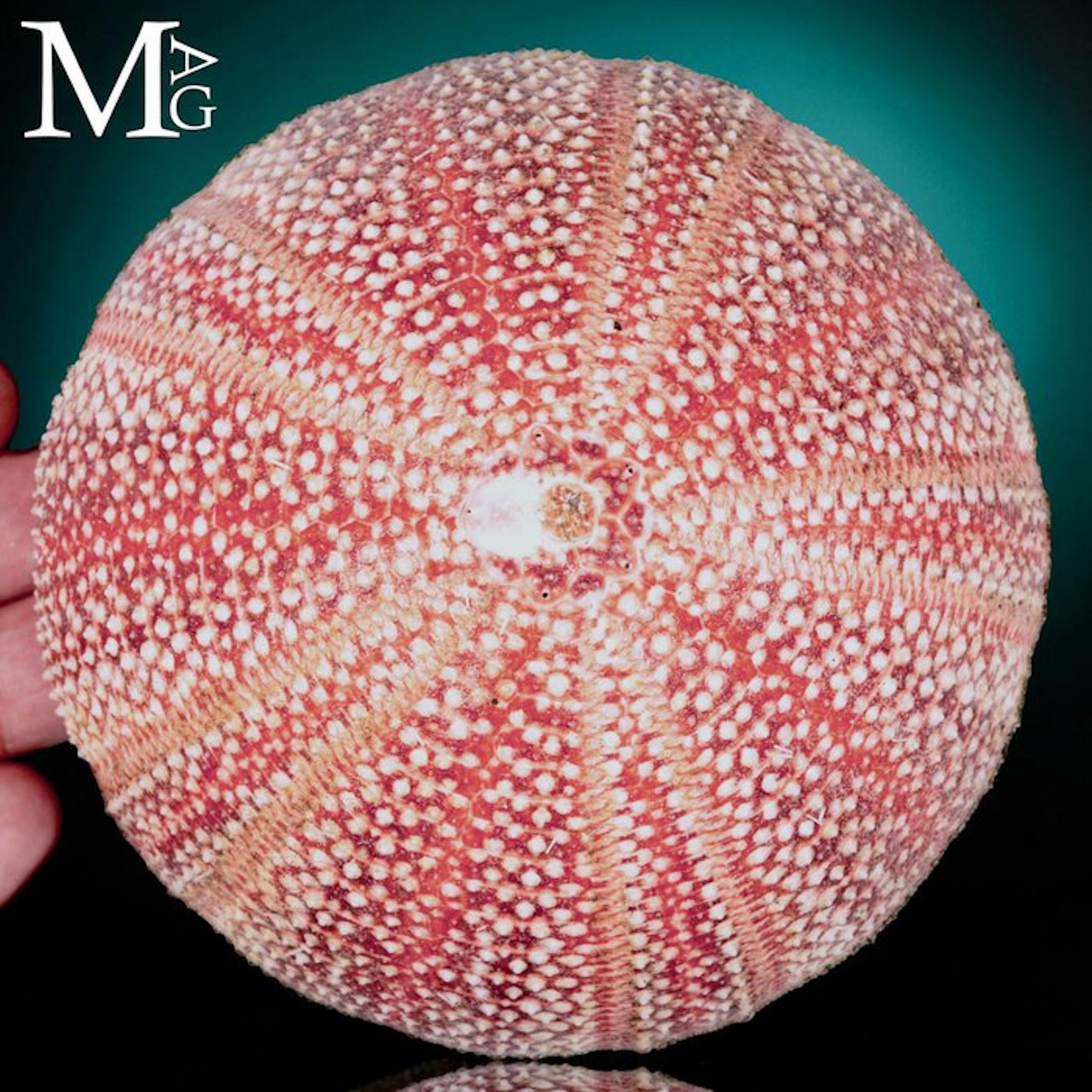Marine echinoid test - species Echinus esculentus...