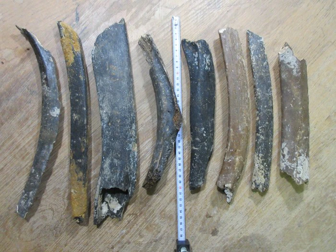 Woolly Mammoth - Fossil bone - Mammoet Primigenius - 40...