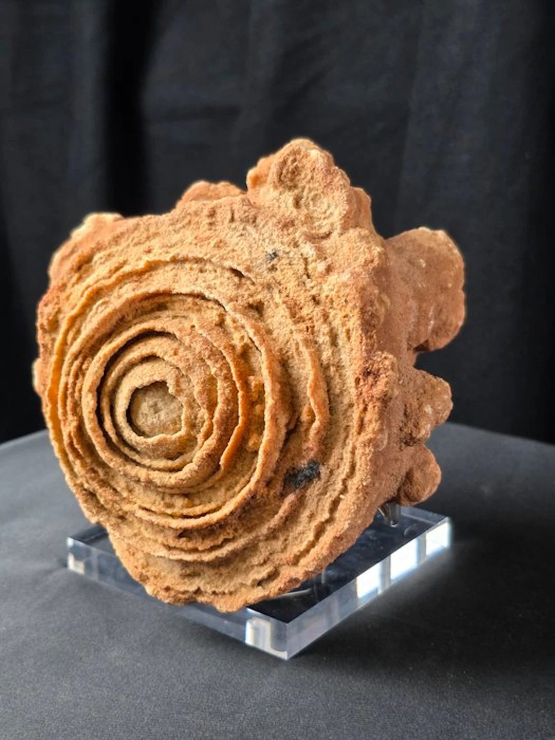 Fossil fragment - Stromatolite on a display stand