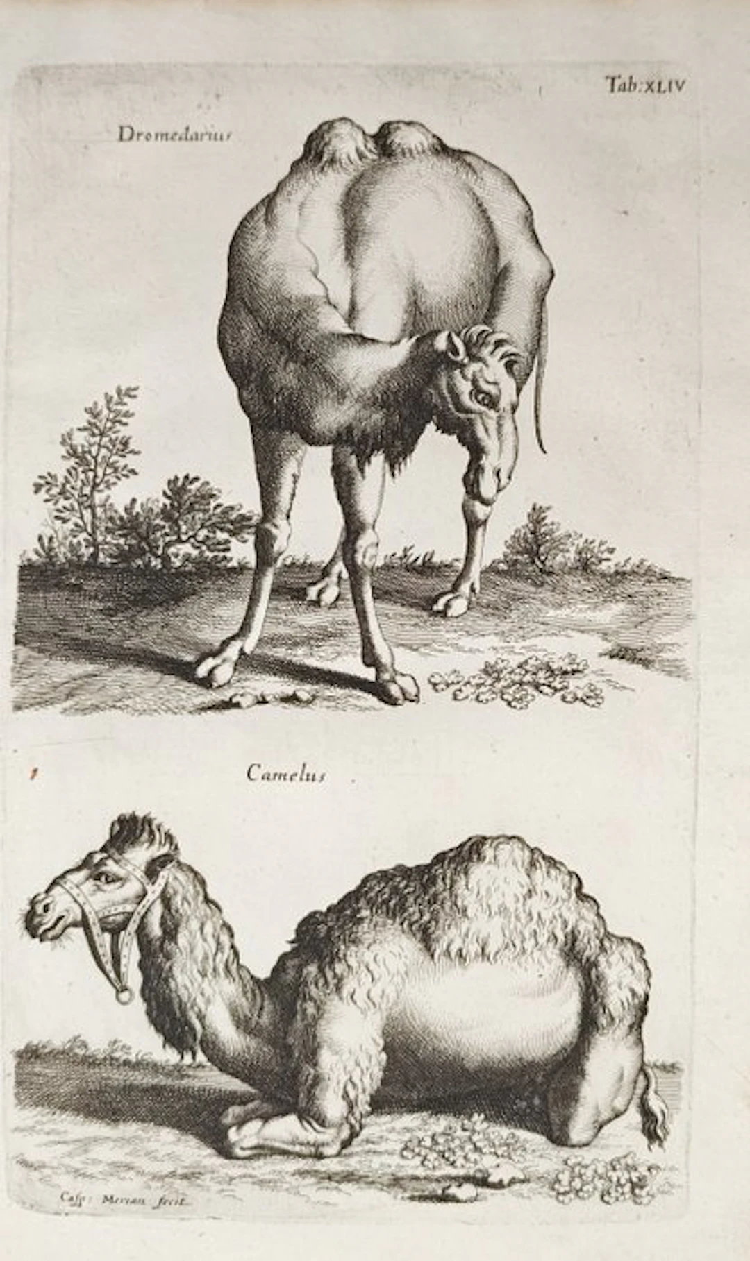 John Jonston (1603–1675) - Dromedary and Camel – Engraving (17th Century)