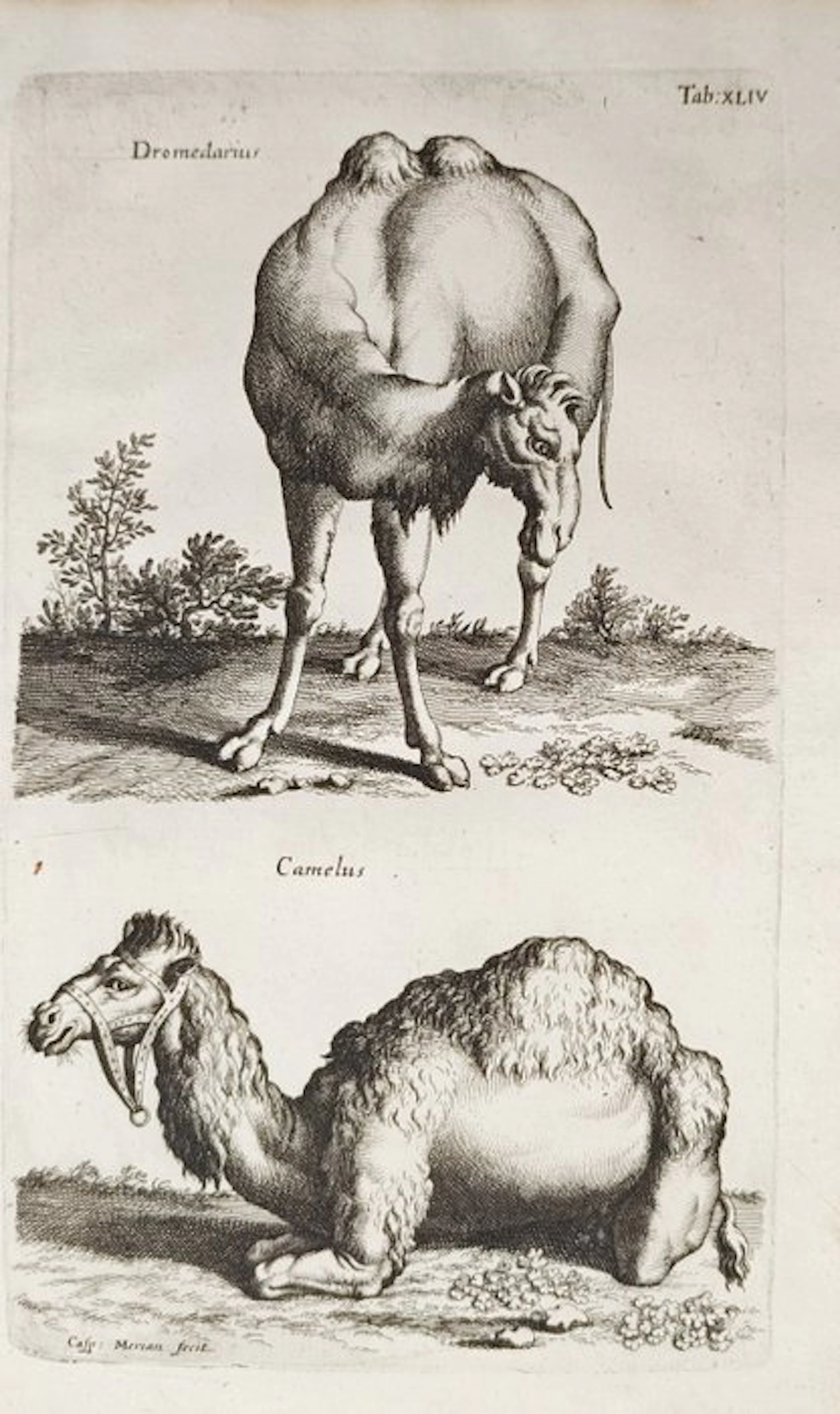 John Jonston (1603–1675) - Dromedary and Camel – Engraving (17th Century)