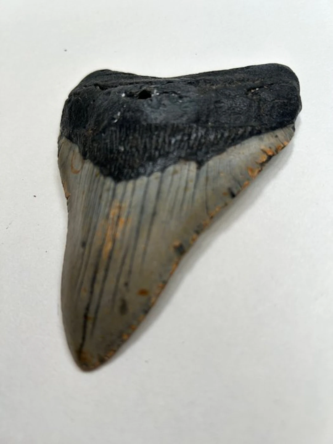 Megalodon - Fossil tooth - 120 mm - 89 mm