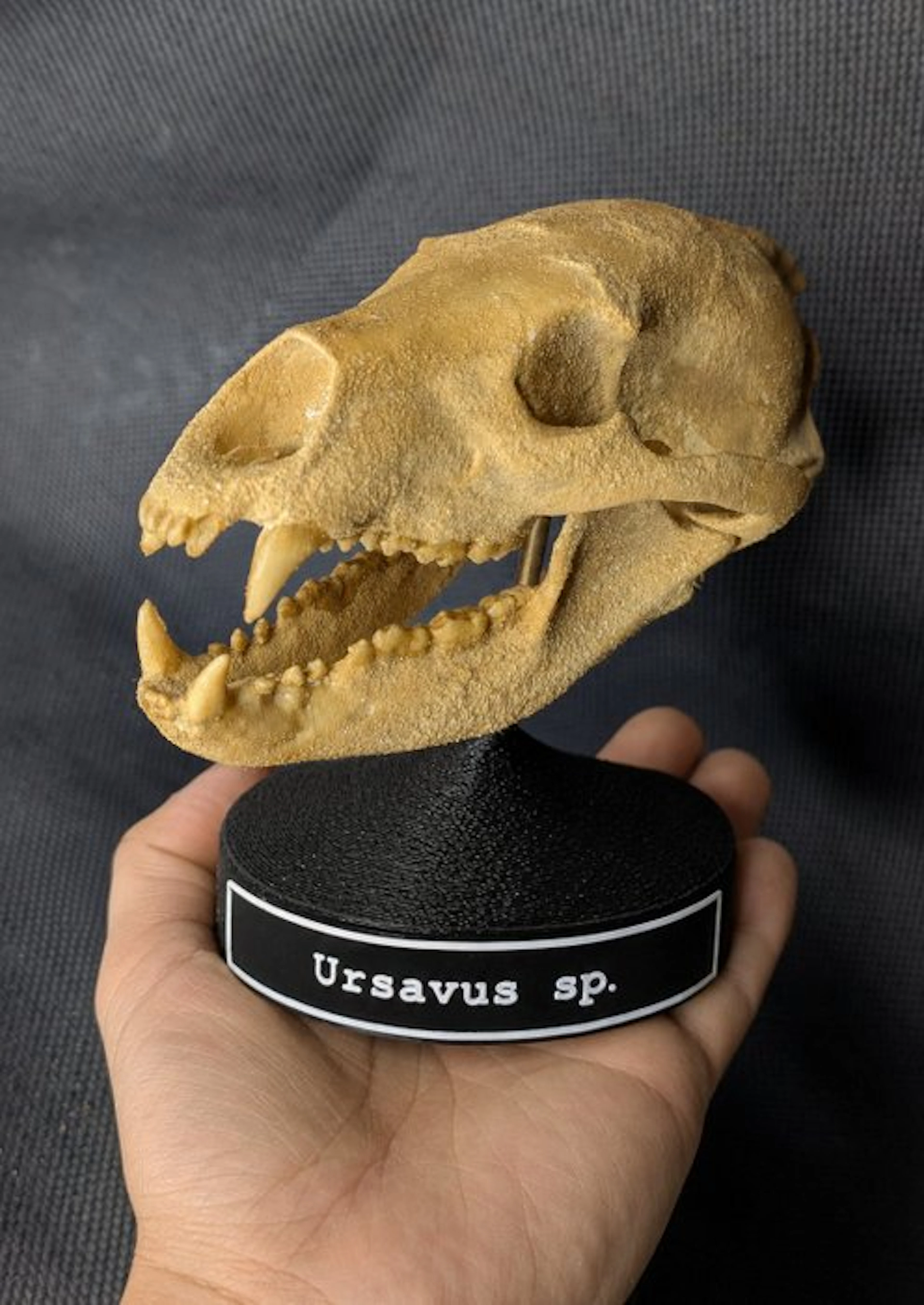 Fossil skull - Ursavus sp