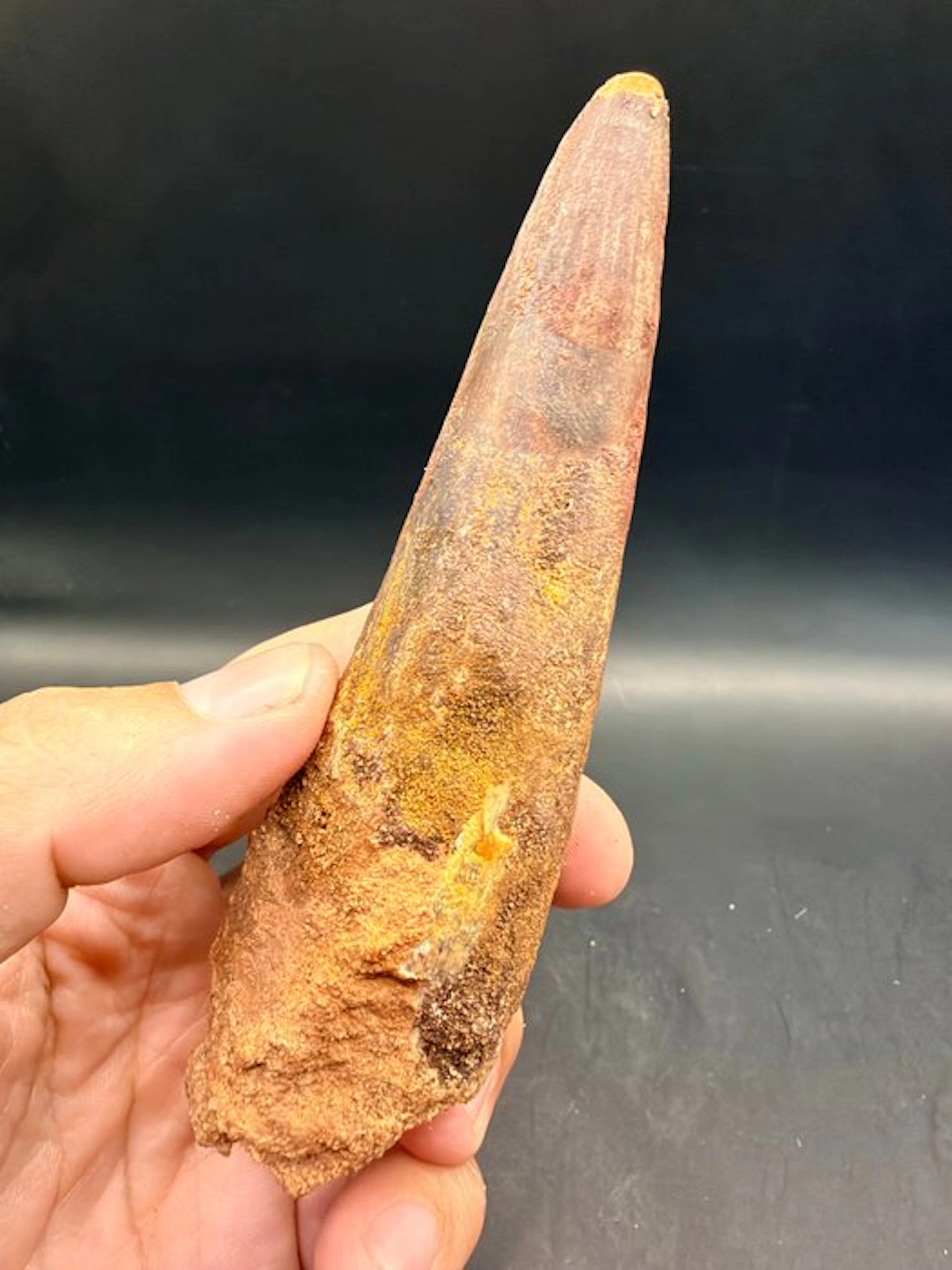 Dinosaur - Fossil tooth - Spinosaurus aegyptiacus - 12.7 cm (No reserve price)