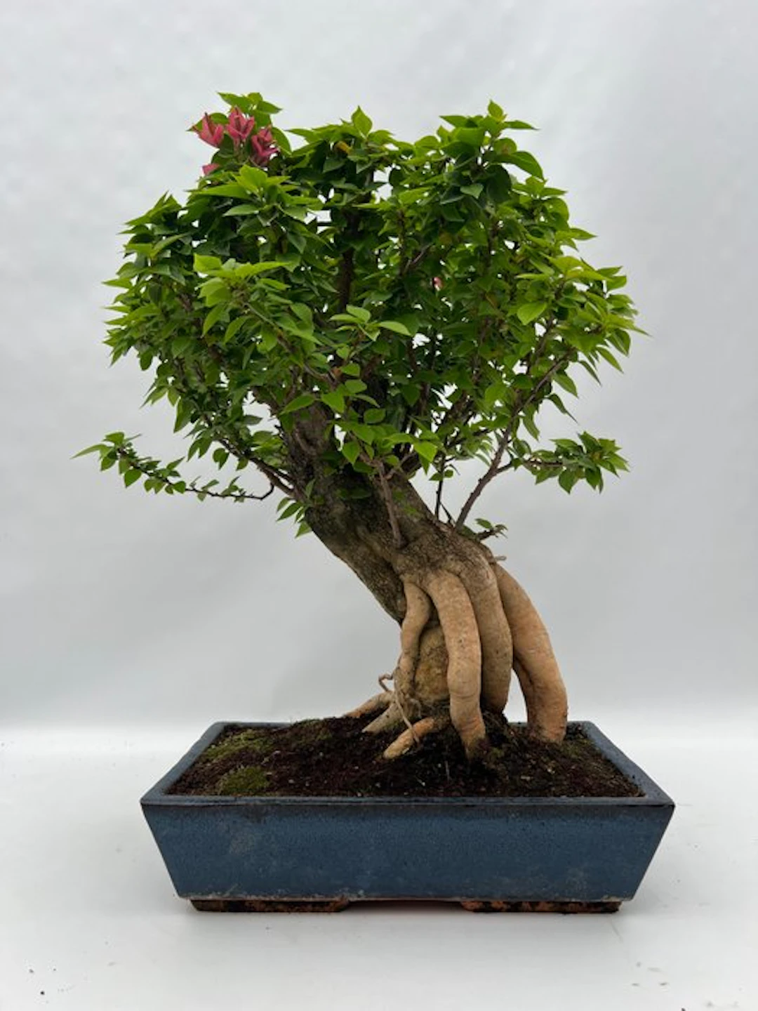 Bougainvillea bonsai (Bougainvillea glabra) - Height...