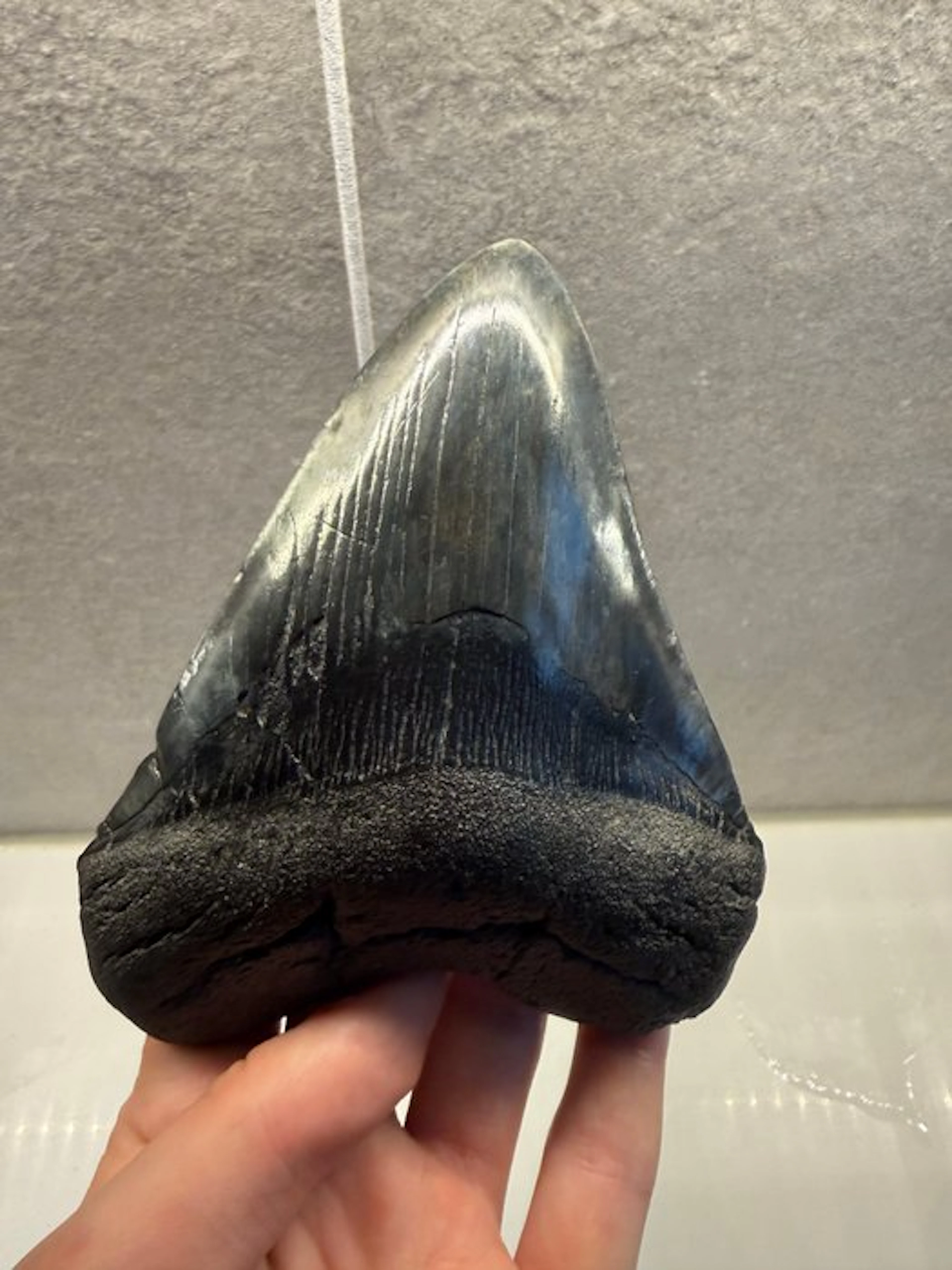 Megalodon - Fossil tooth - Otodus Megalodon - 13.5 cm