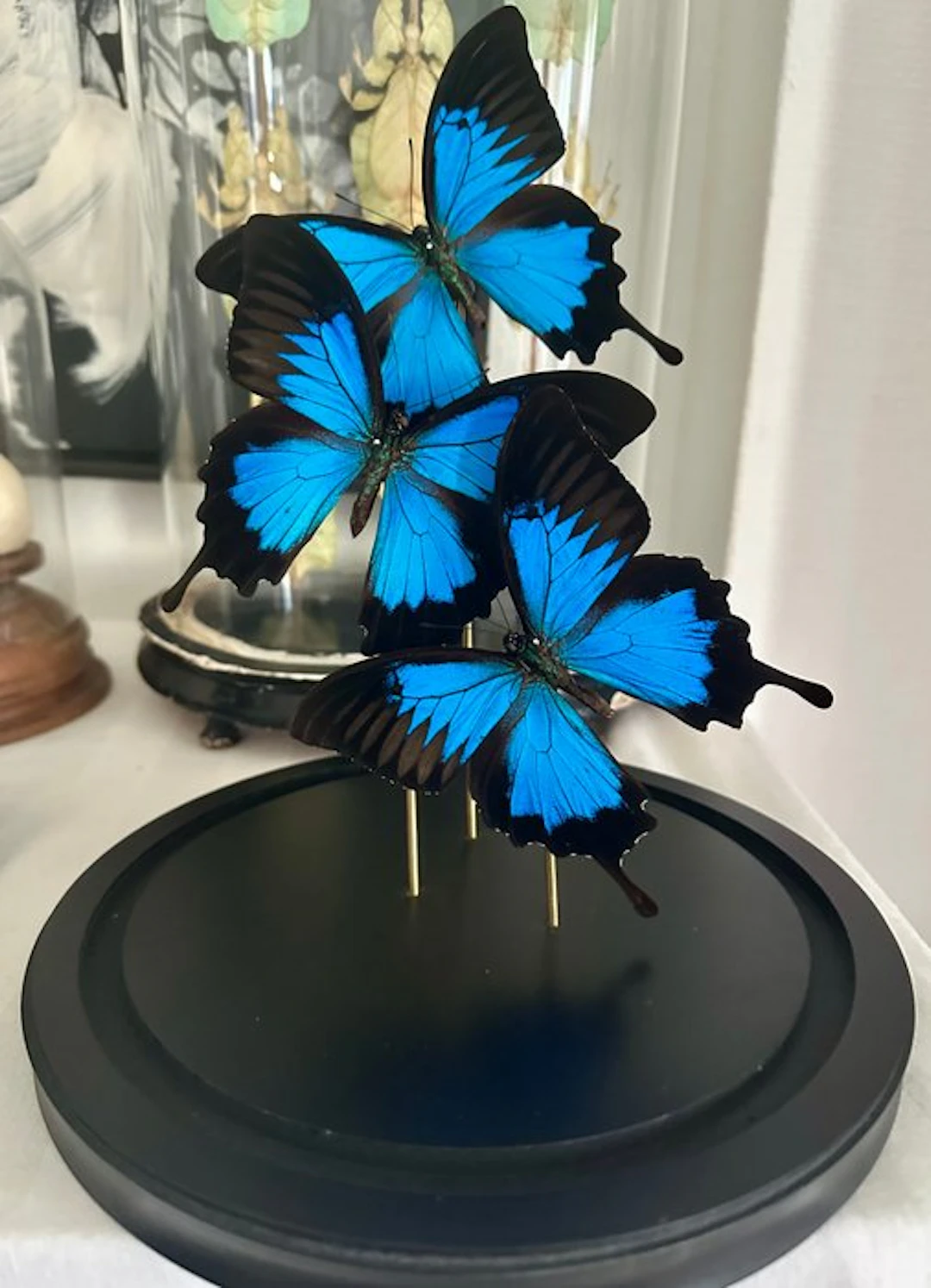 Butterfly Taxidermy full body mount - Papilio Ulysses...