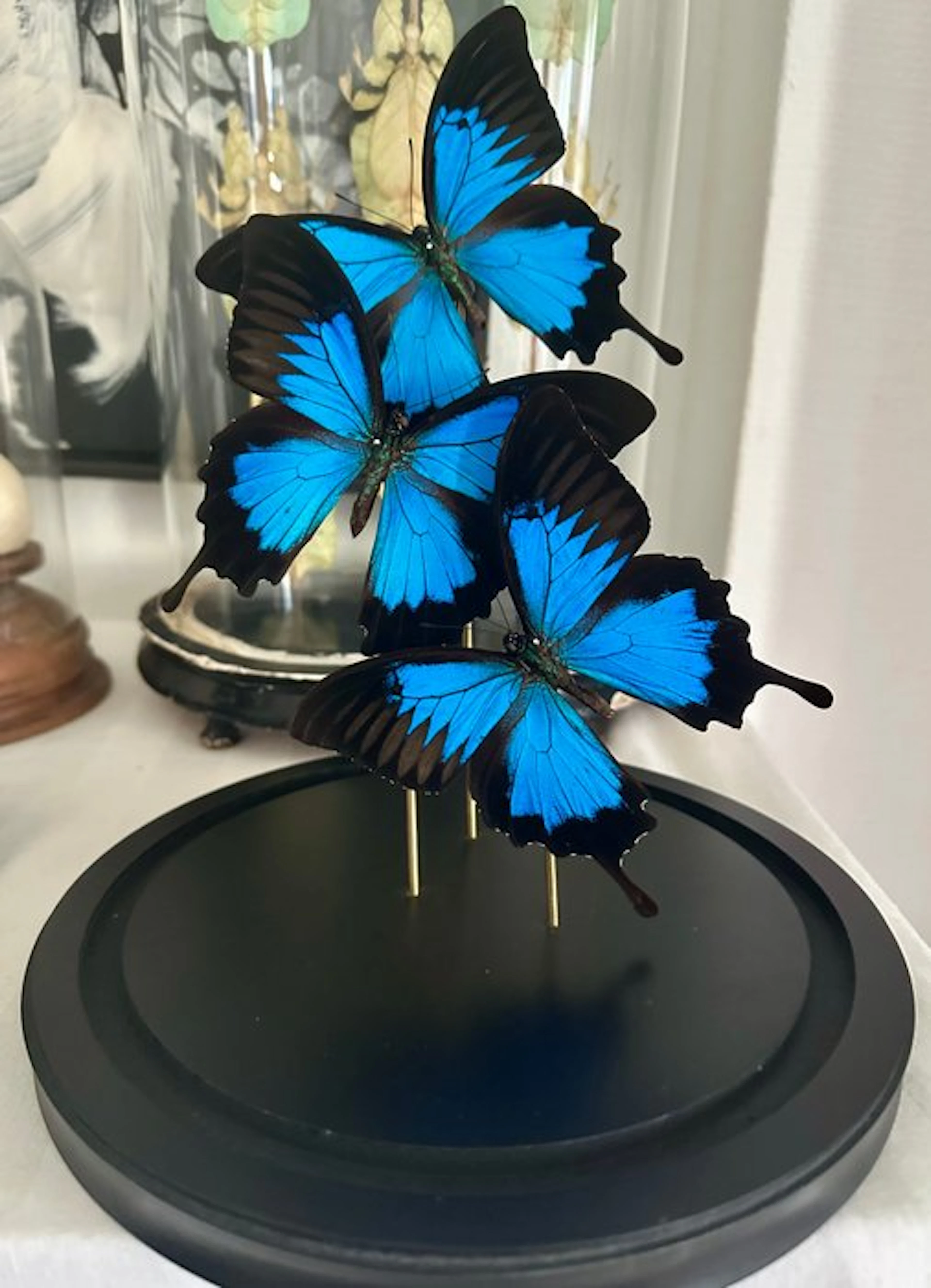 Butterfly Taxidermy full body mount - Papilio Ulysses...