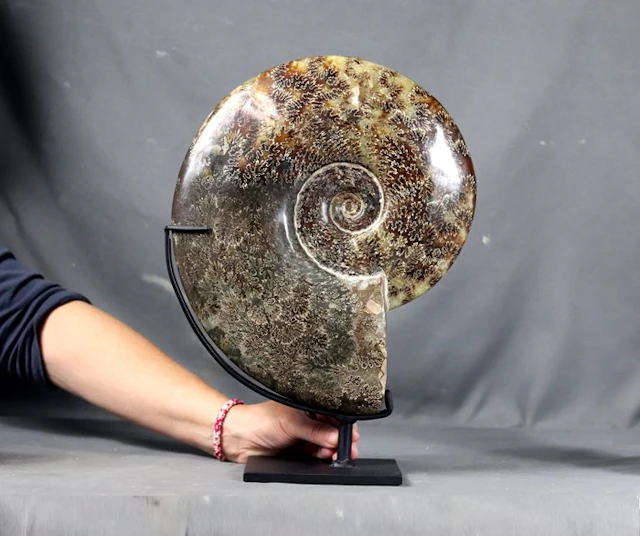 Outstanding ammonite with both sides cleaned - On custom...