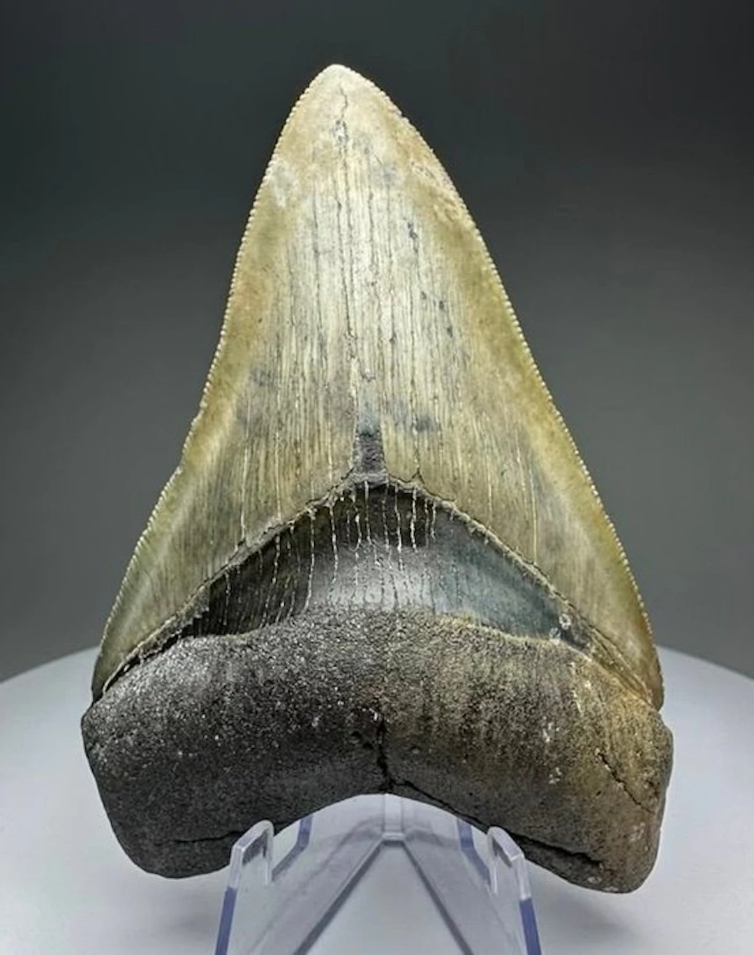 Megalodon - Fossil tooth - 11 cm - 7.5 cm