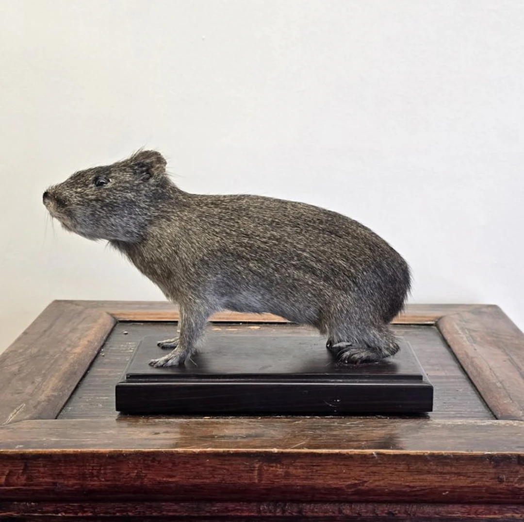 Wild guinea pig Taxidermy full body mount - Cavia aperea...