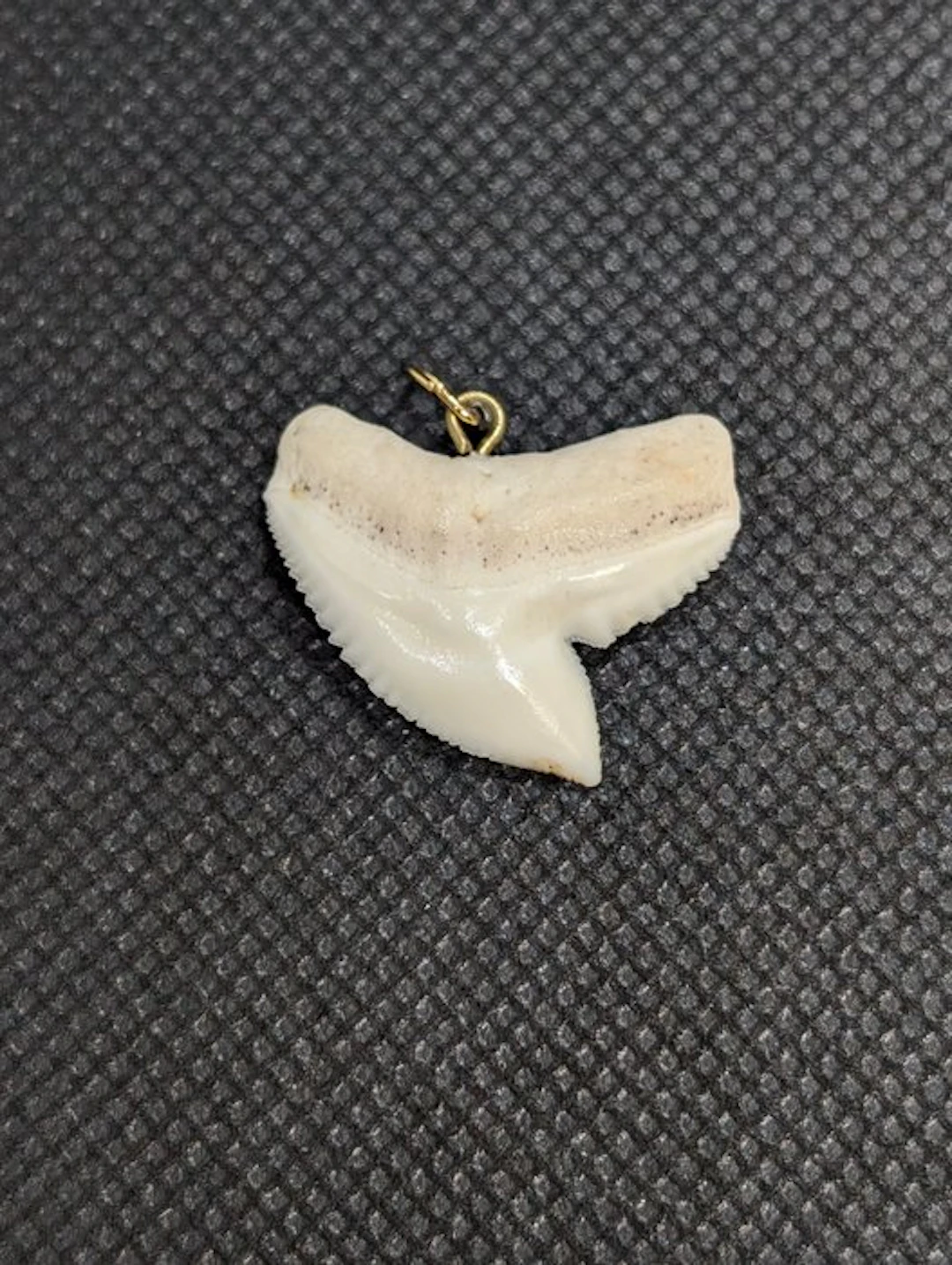 Tiger Shark Tooth - Galeocerdo Cuvier - 26 mm - 26 mm - 4 mm- Non-CITES species
