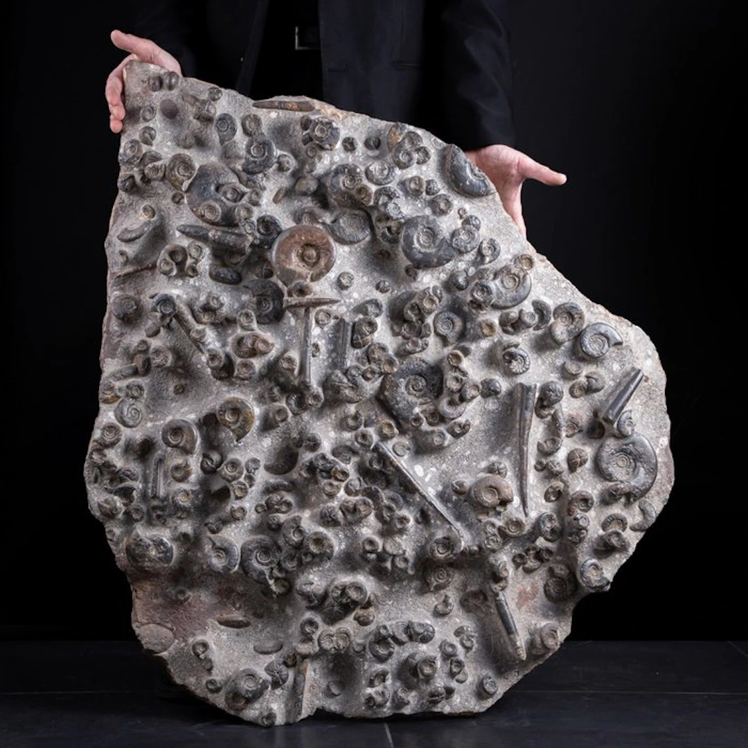 Incredible !!! - Museum Item - Giant fossil Slab...