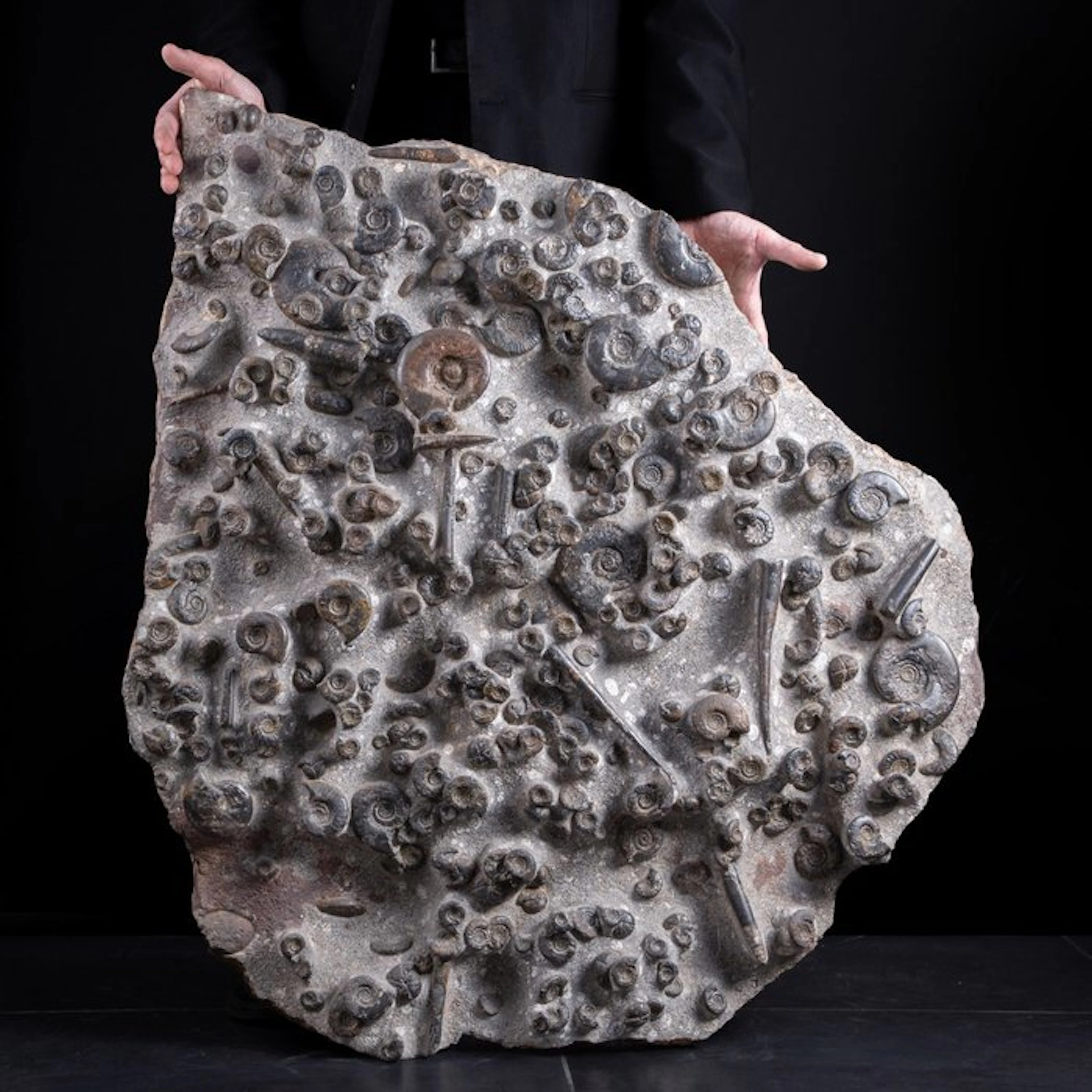 Incredible !!! - Museum Item - Giant fossil Slab...