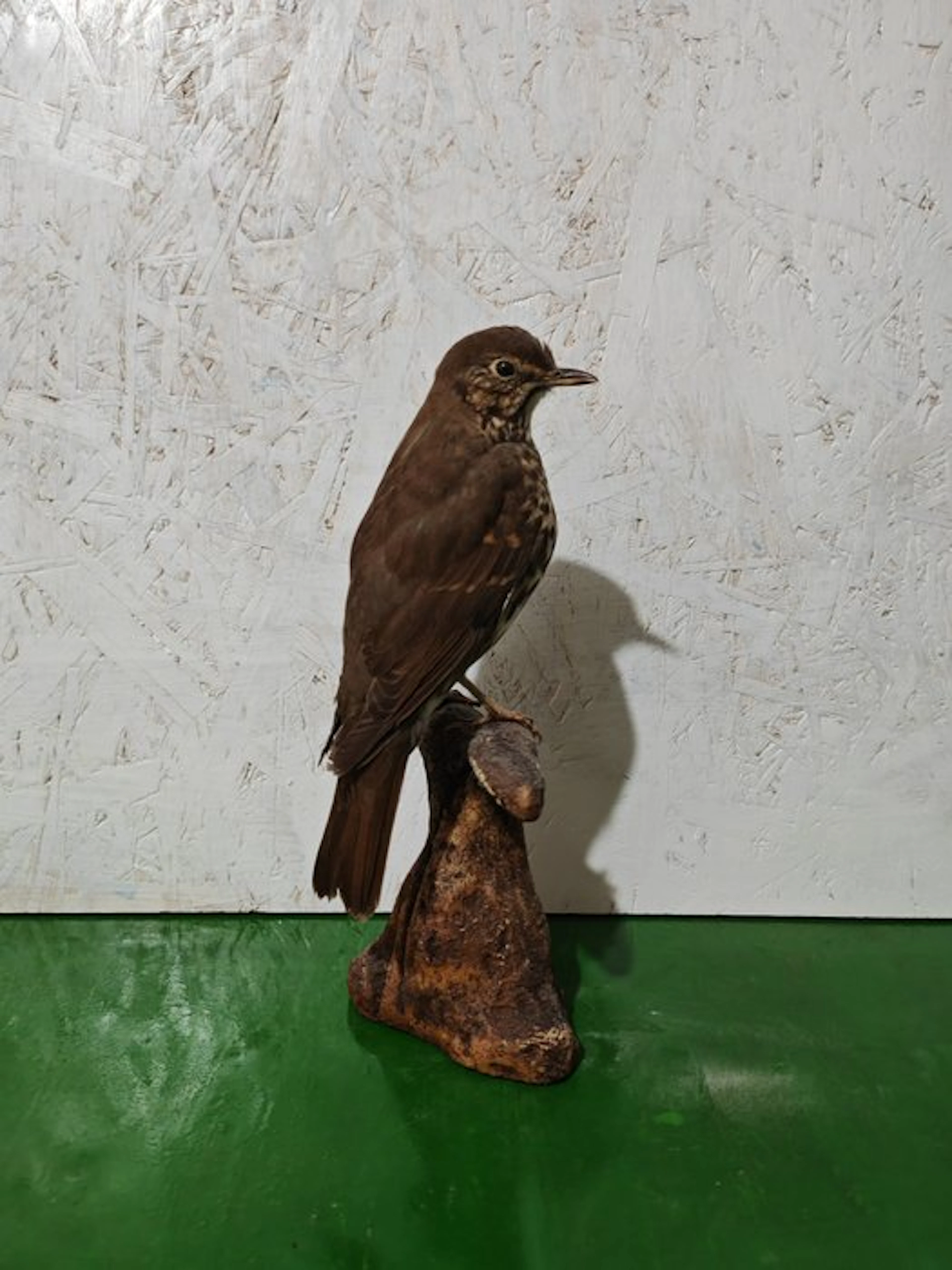 Bottaccio thrush Taxidermy full body mount - Turdus...