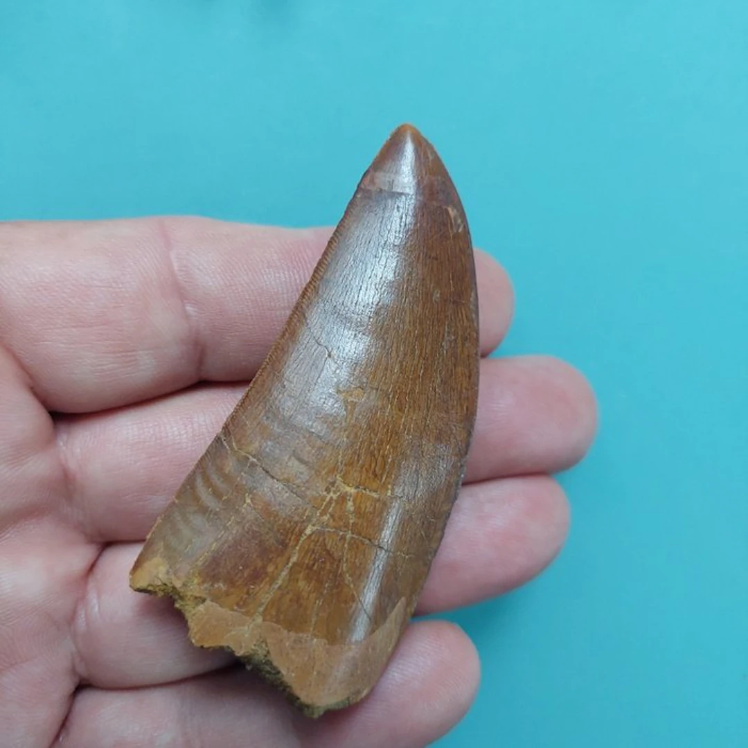 Dinosaur - Fossil tooth - Carcharodontosaurus sp. - 80 mm - 35 mm