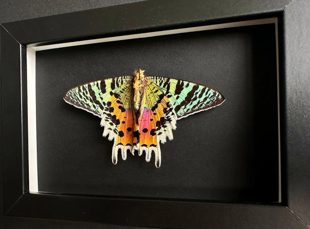 Butterfly Taxidermy full body mount - Urania Ripheus...