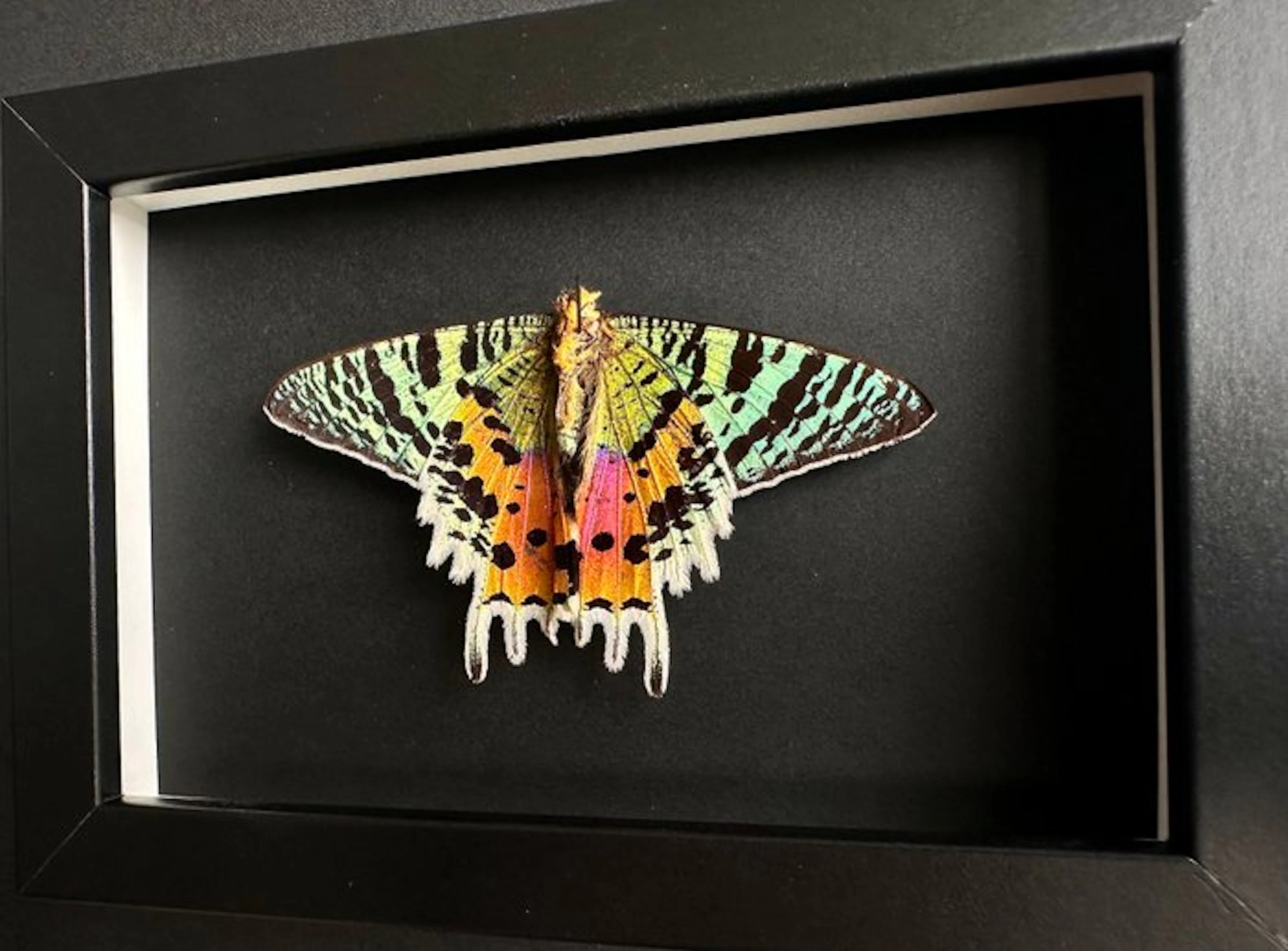 Butterfly Taxidermy full body mount - Urania Ripheus...