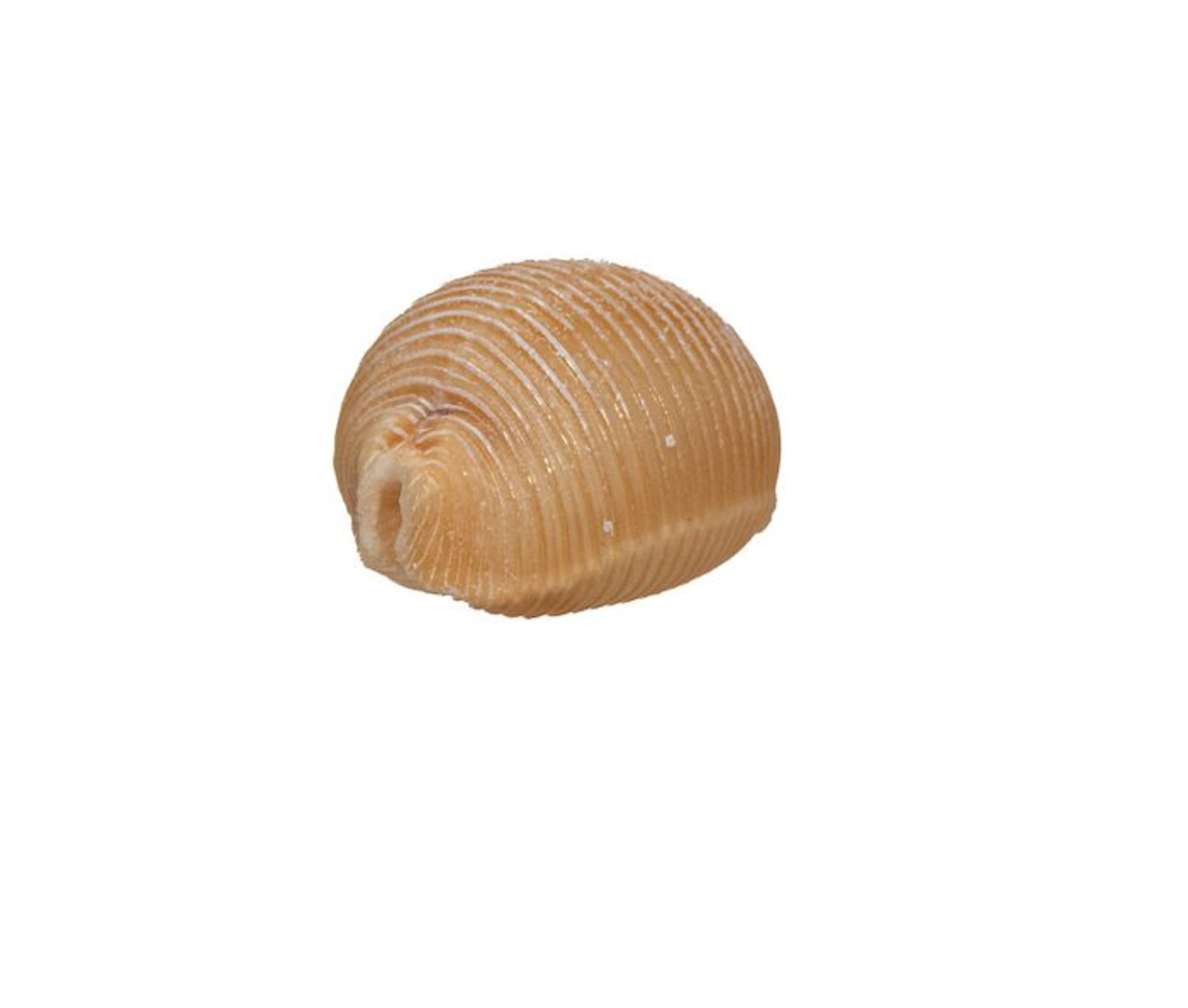 ★ JUMBO SIZE ★ Ipsa childreni (Cypraea childreni) – 27 mm...