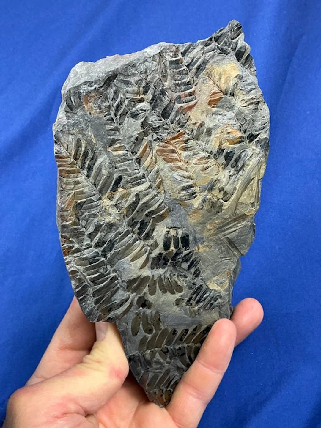 Lovely carboniferous plant fossil - Fossilised plant...