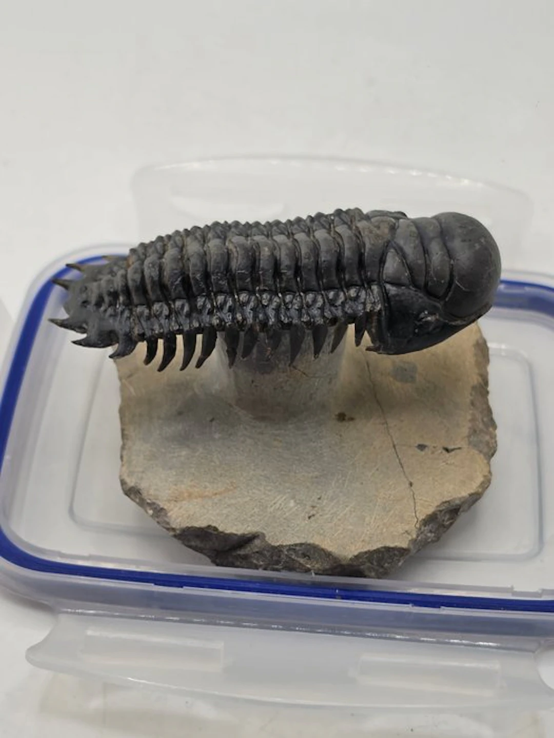 Trilobite - Fossilised animal - Crotacephalina Gibbosa - 8.5 cm