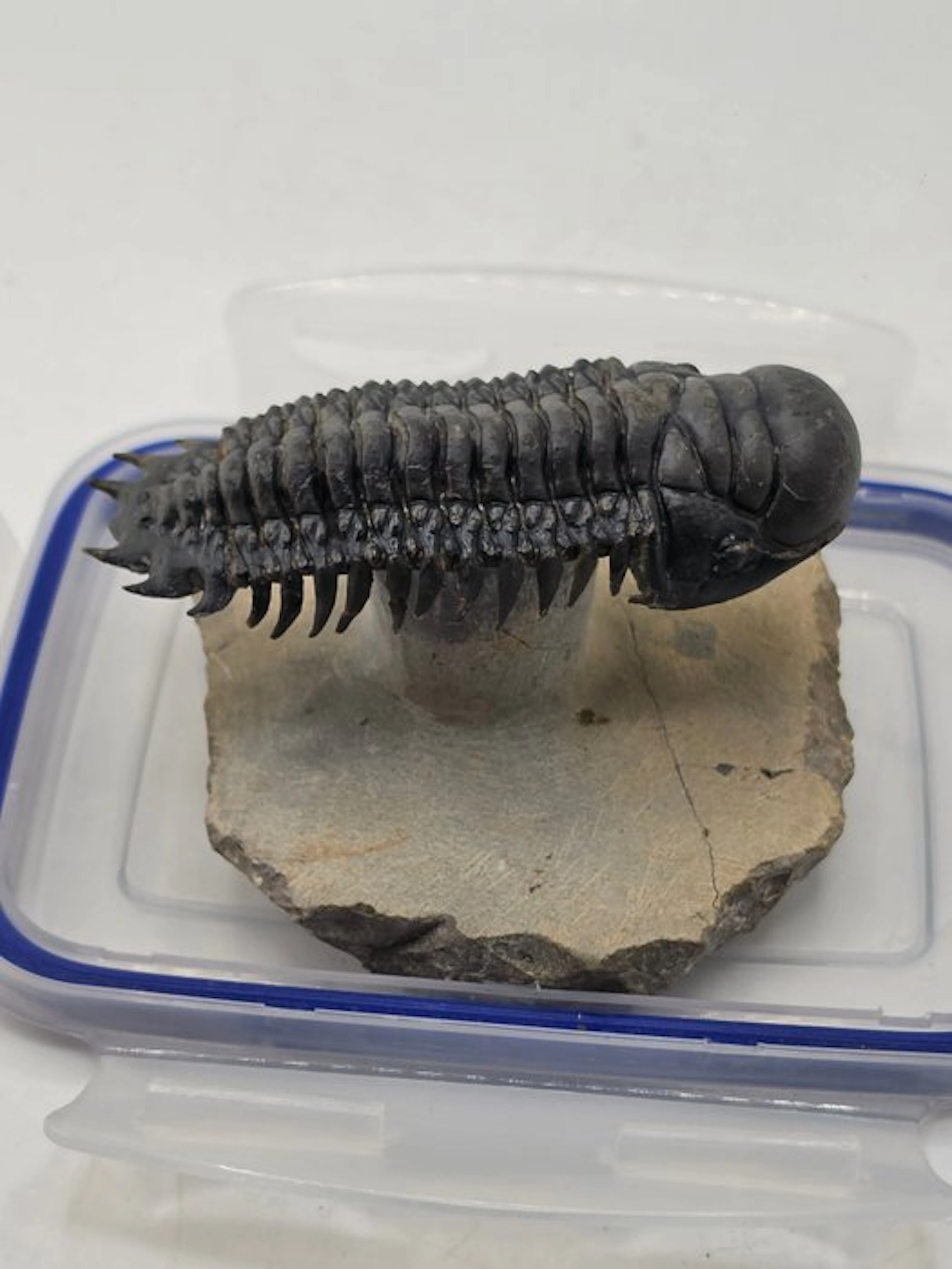 Trilobite - Fossilised animal - Crotacephalina Gibbosa - 8.5 cm