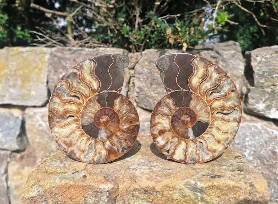 A pair of ammonites
