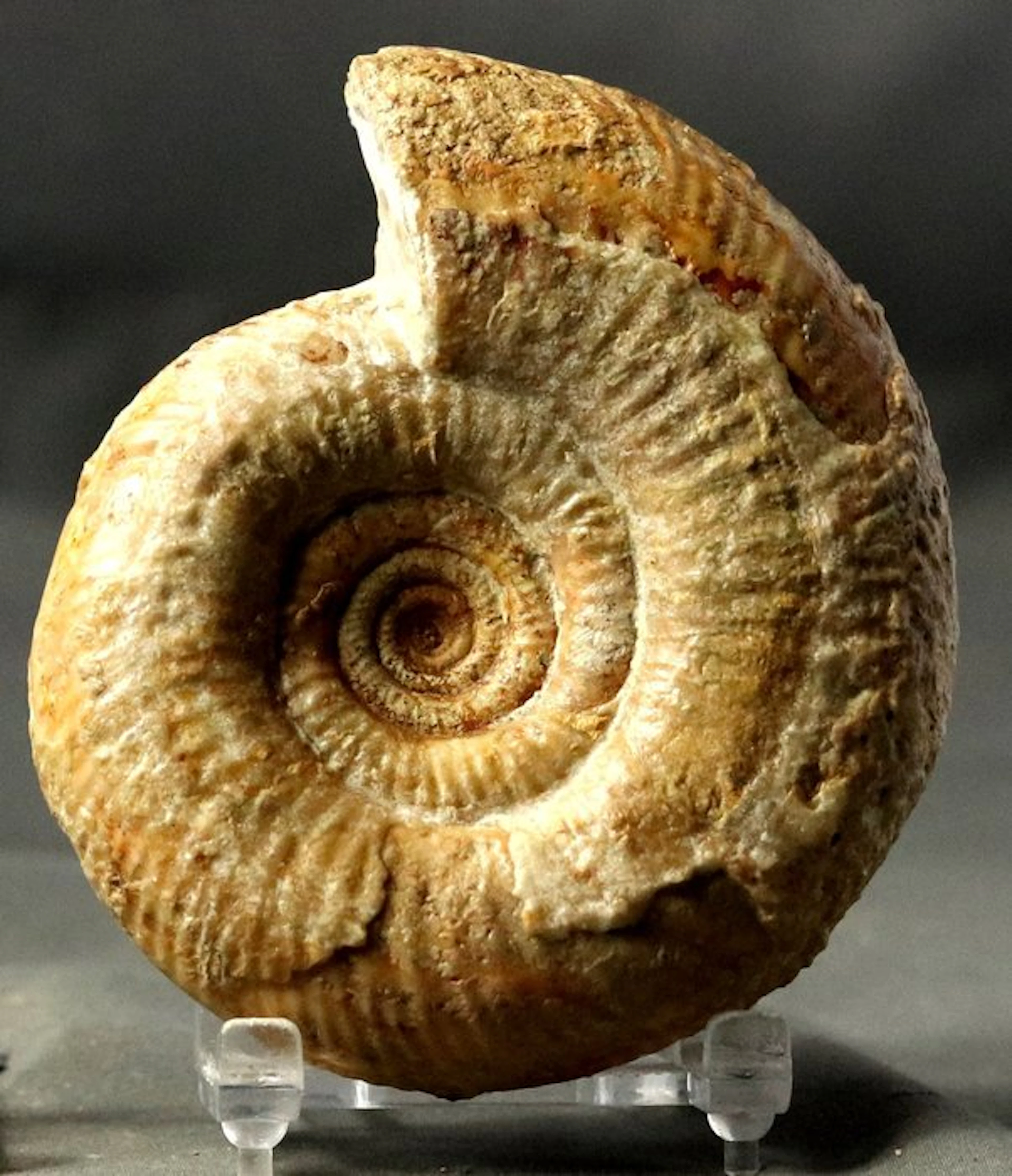 Finest ammonite - Fossilised animal - Bigotites aff petri...
