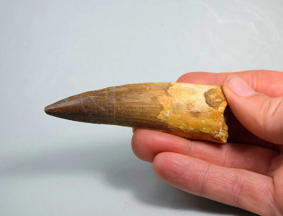Dinosaur - Fossil tooth - Spinosaurus sp. - 8.7 cm