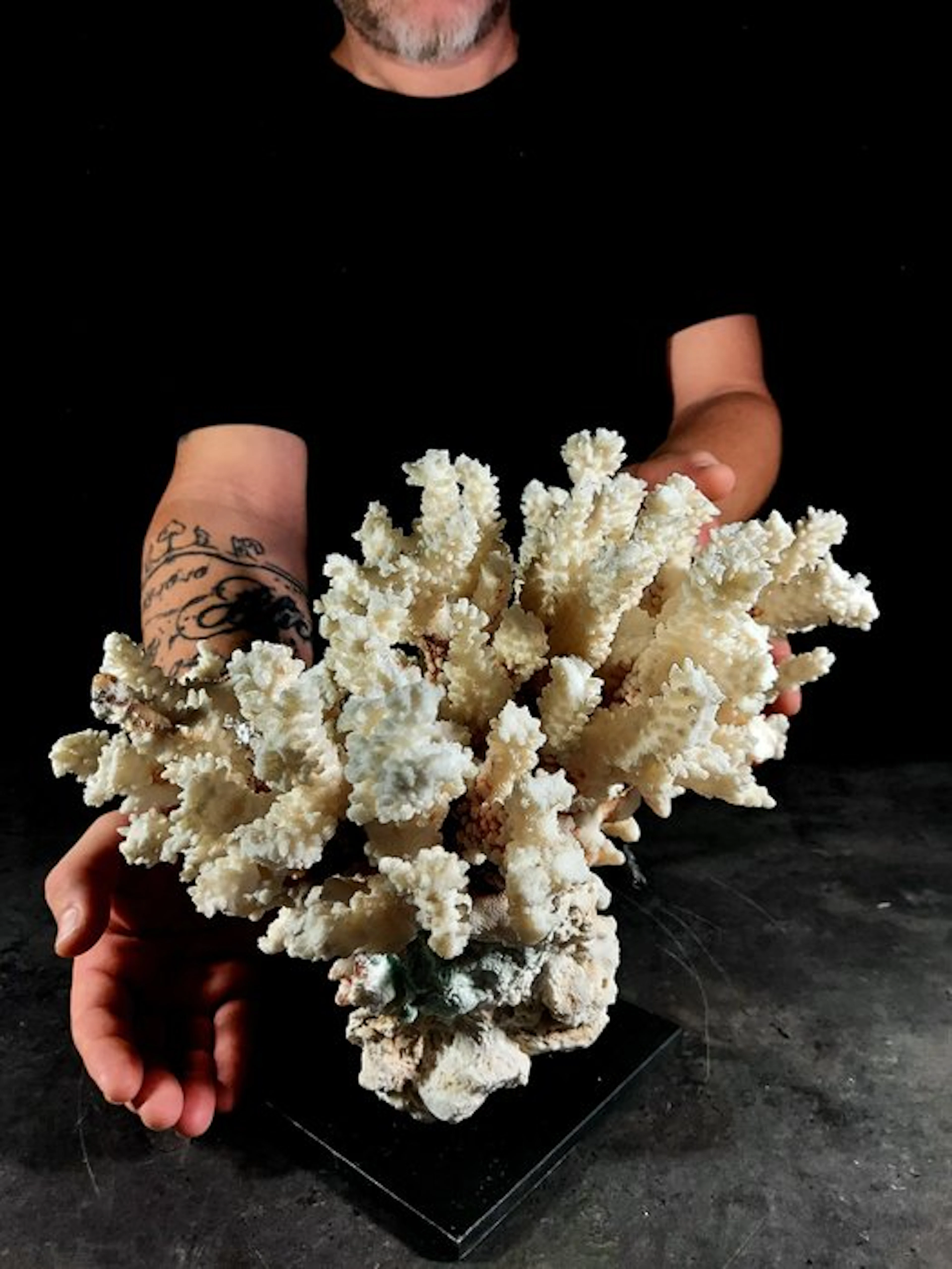 important branching of Pocillopora coral Taxidermy full...