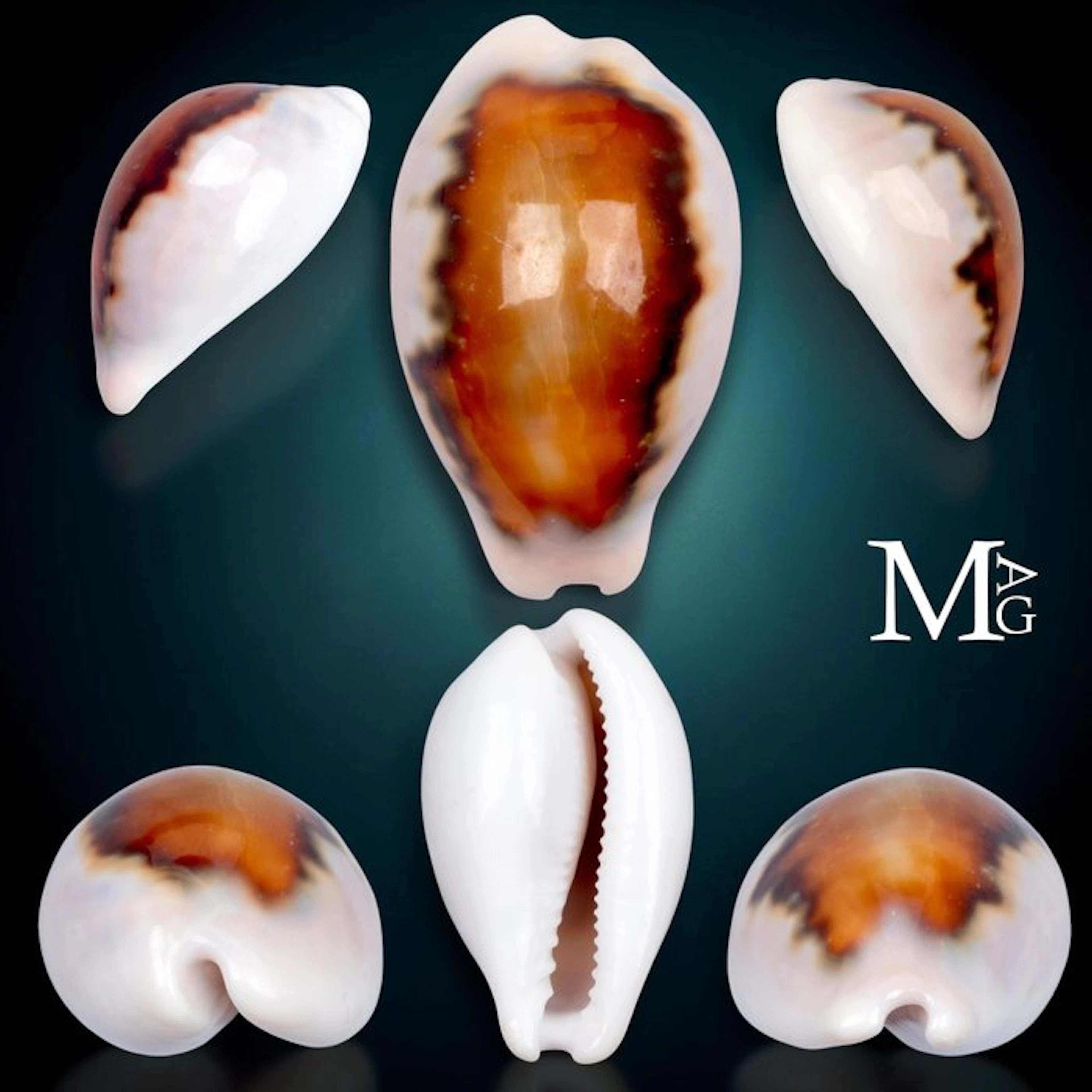 Cypraeidae - Chestnut Cowrie Neobernaya spadicea – Chestnut Cowrie