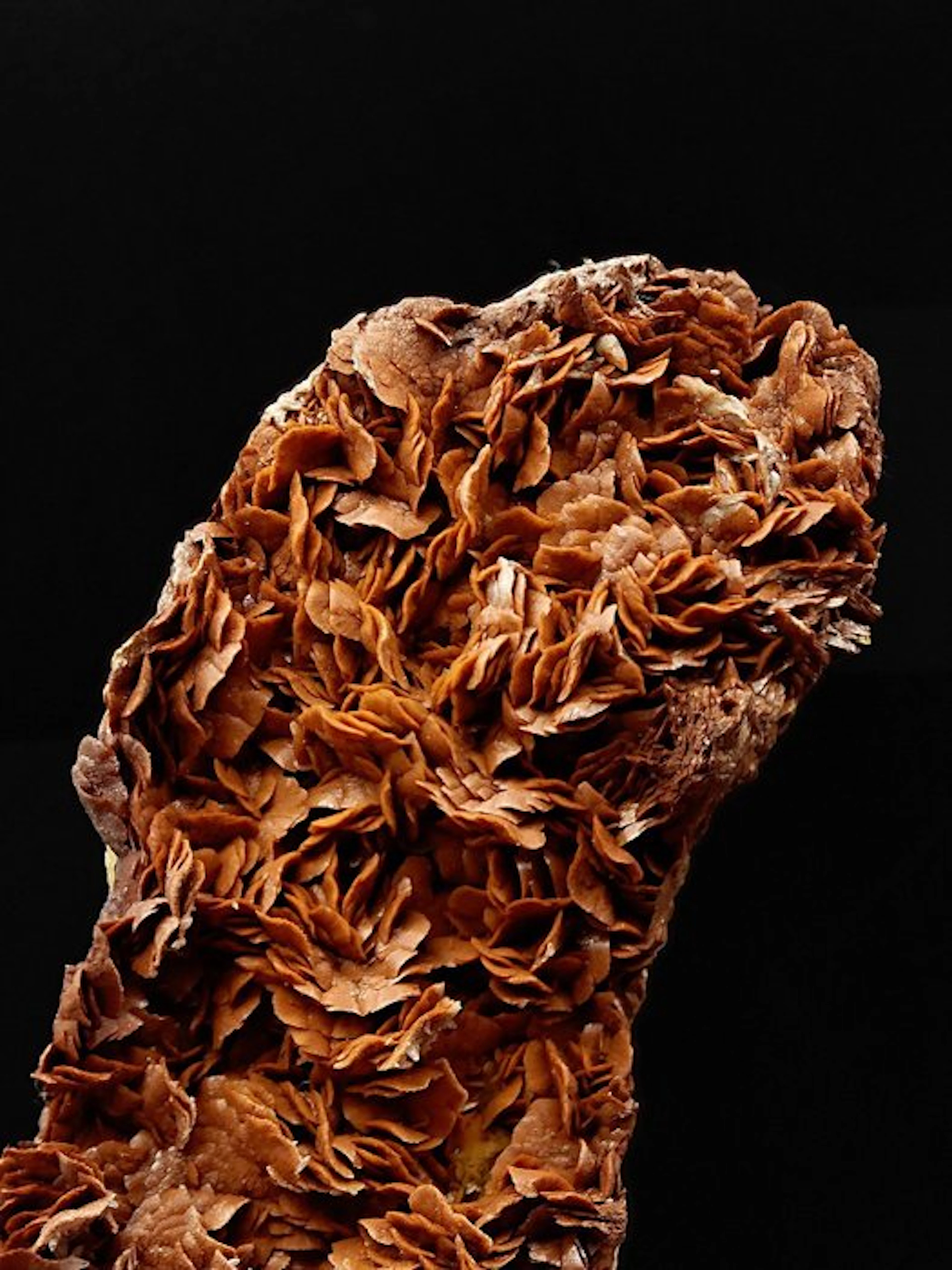 ALPINO, BIFACIAL SIDERITE in ROSETTES with BROWN CHALCOPYRITE