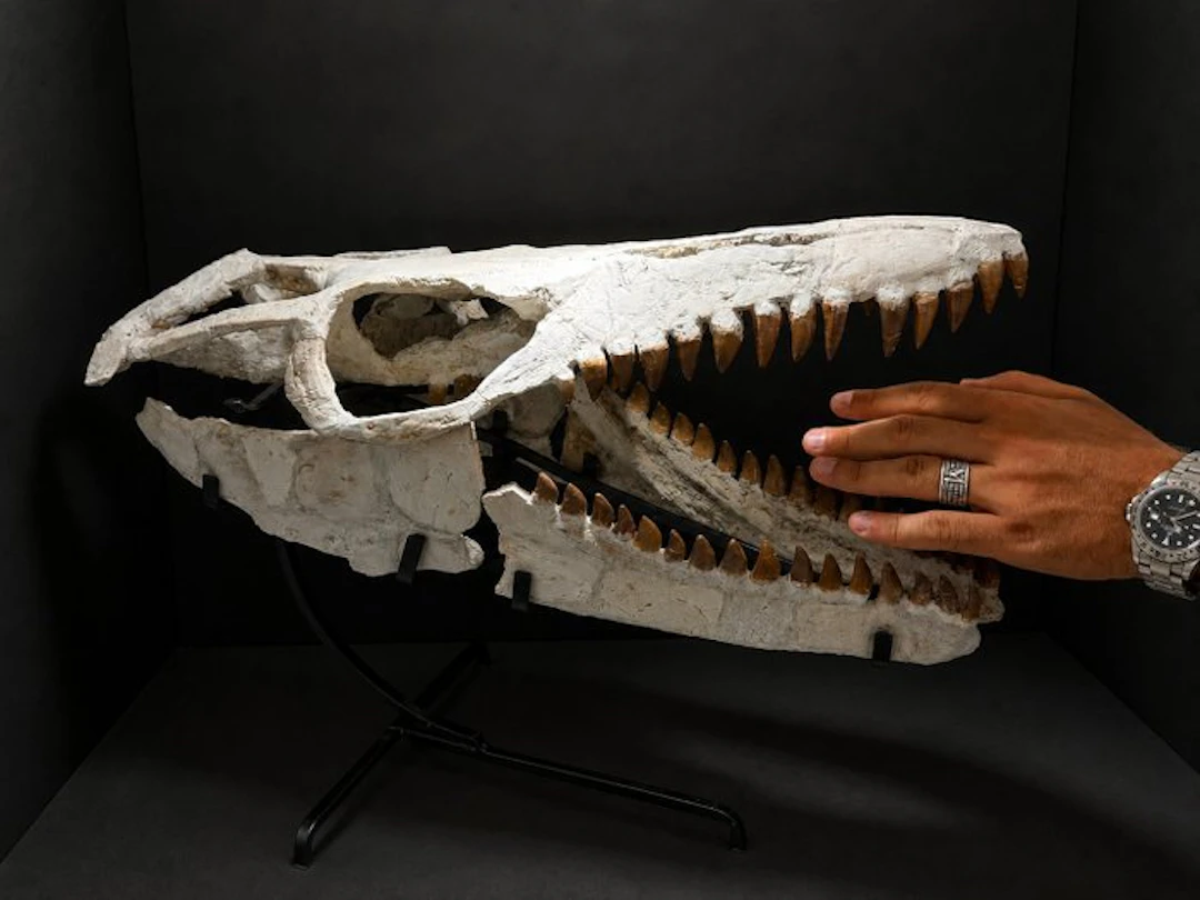 Mosasaur - Fossil skull - Mosasaurus - 55 cm