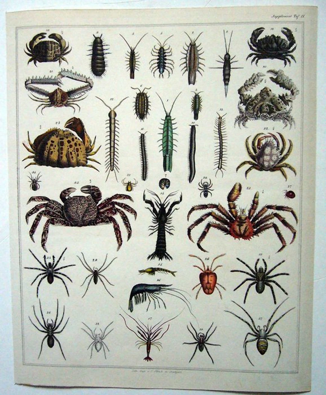 Lorenz Oken Allgemeine Naturgeschichte für alle Stände - 1833
