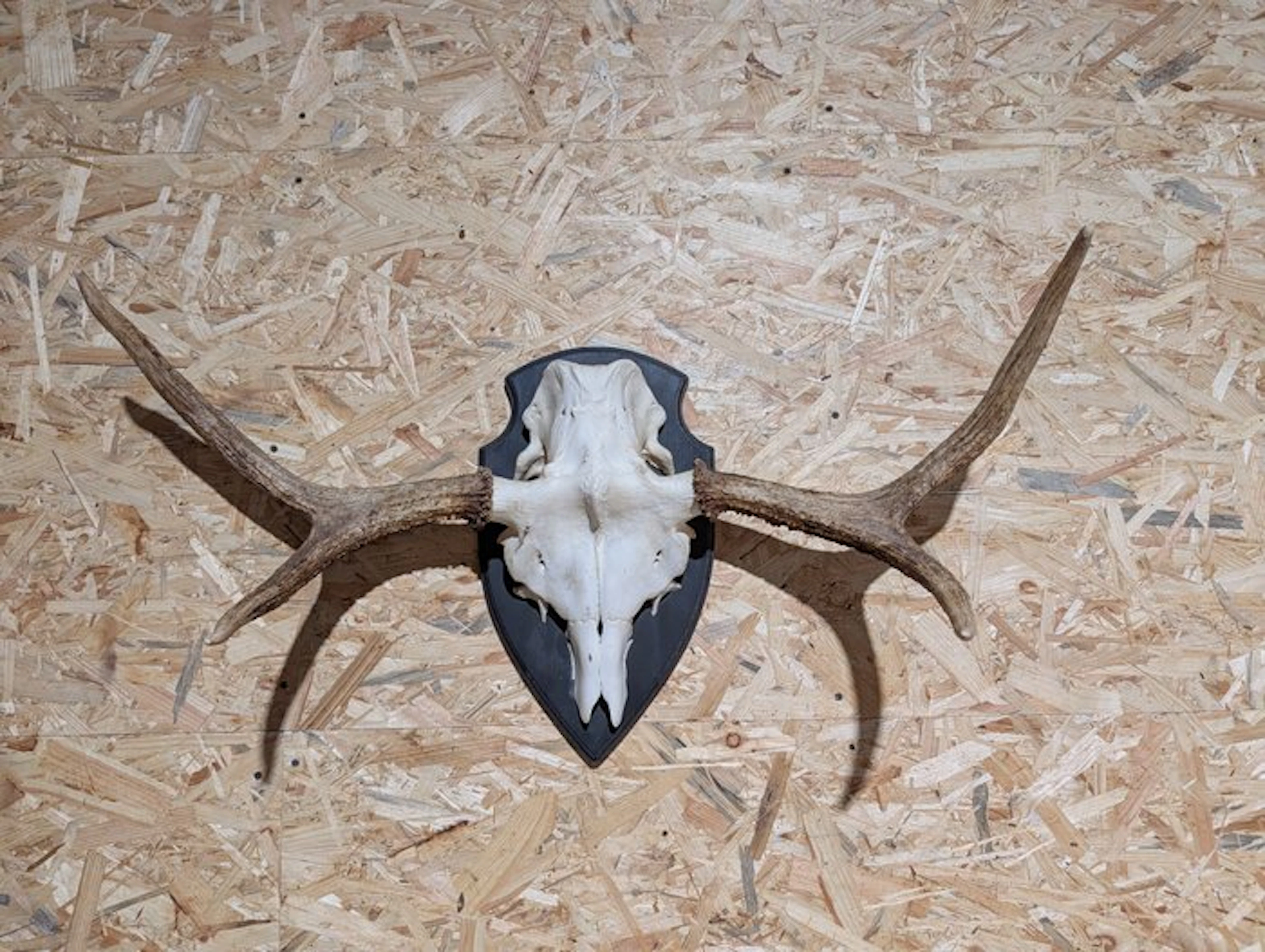 Moose Taxidermy wall mount - alces alces - 63 cm - 93 cm...