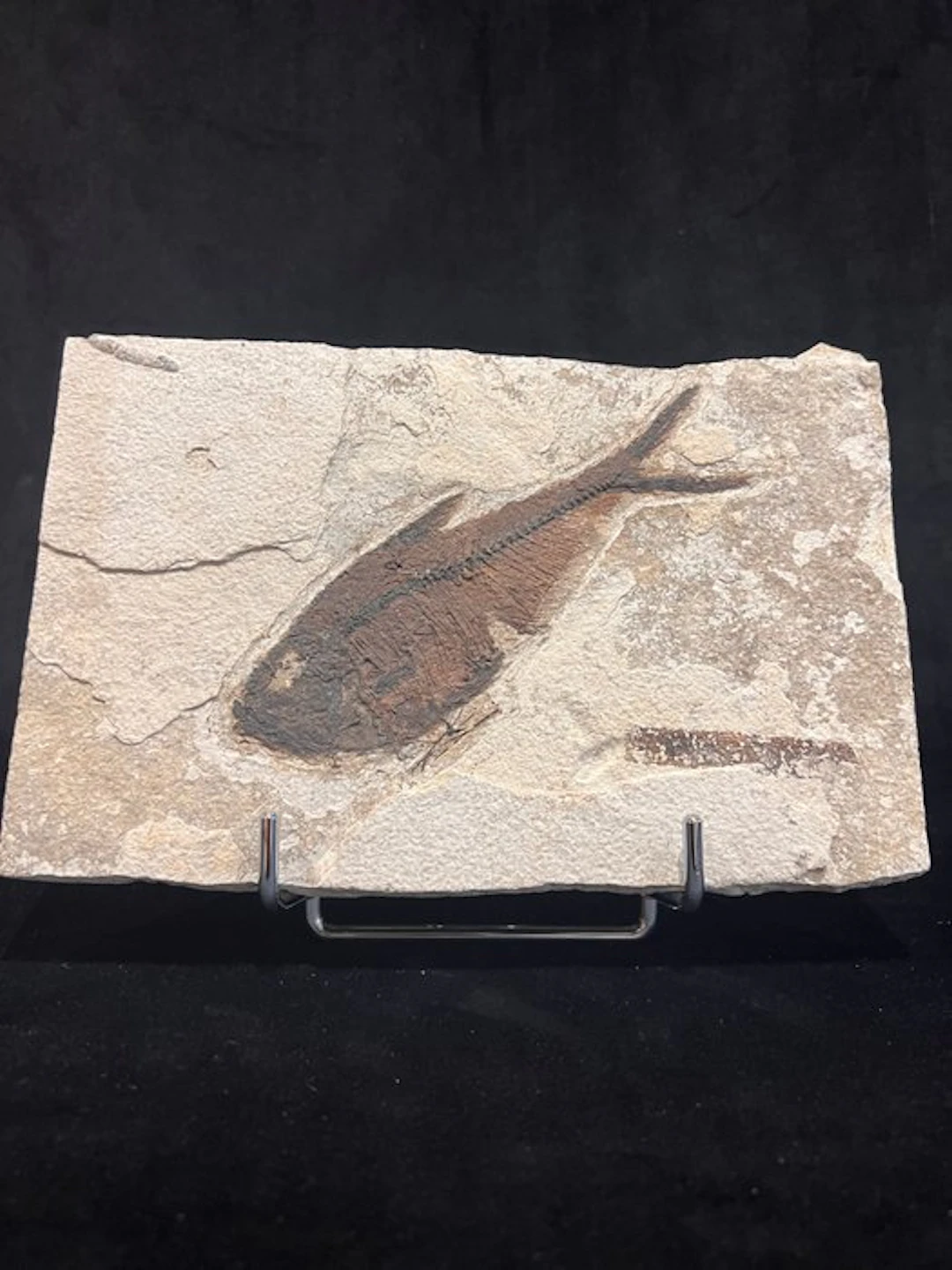 Fish - Fossil skeleton - Diplomystus - 15 cm - 23.5 cm