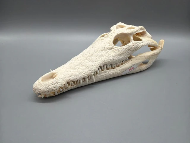 Nile Crocodile Skull - Crocodylus niloticus - 7 cm - 11...