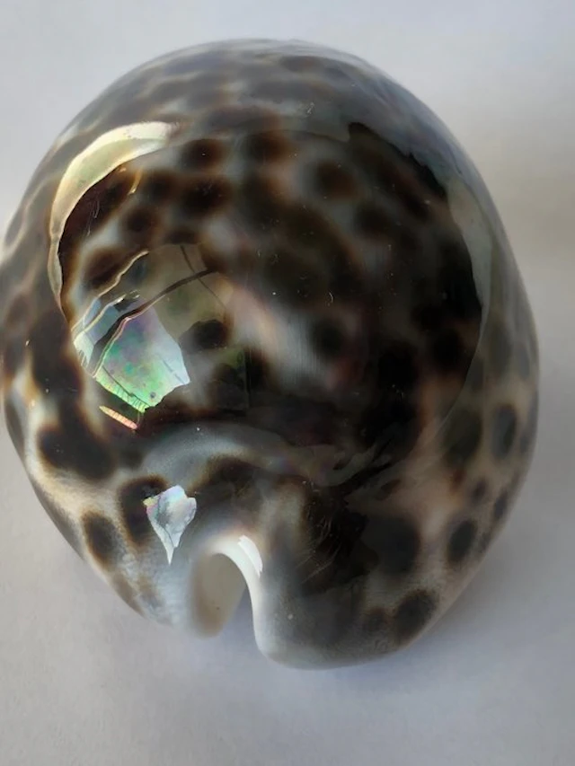 Sea Snail Sea shell - Cypraea tigris (No reserve price)