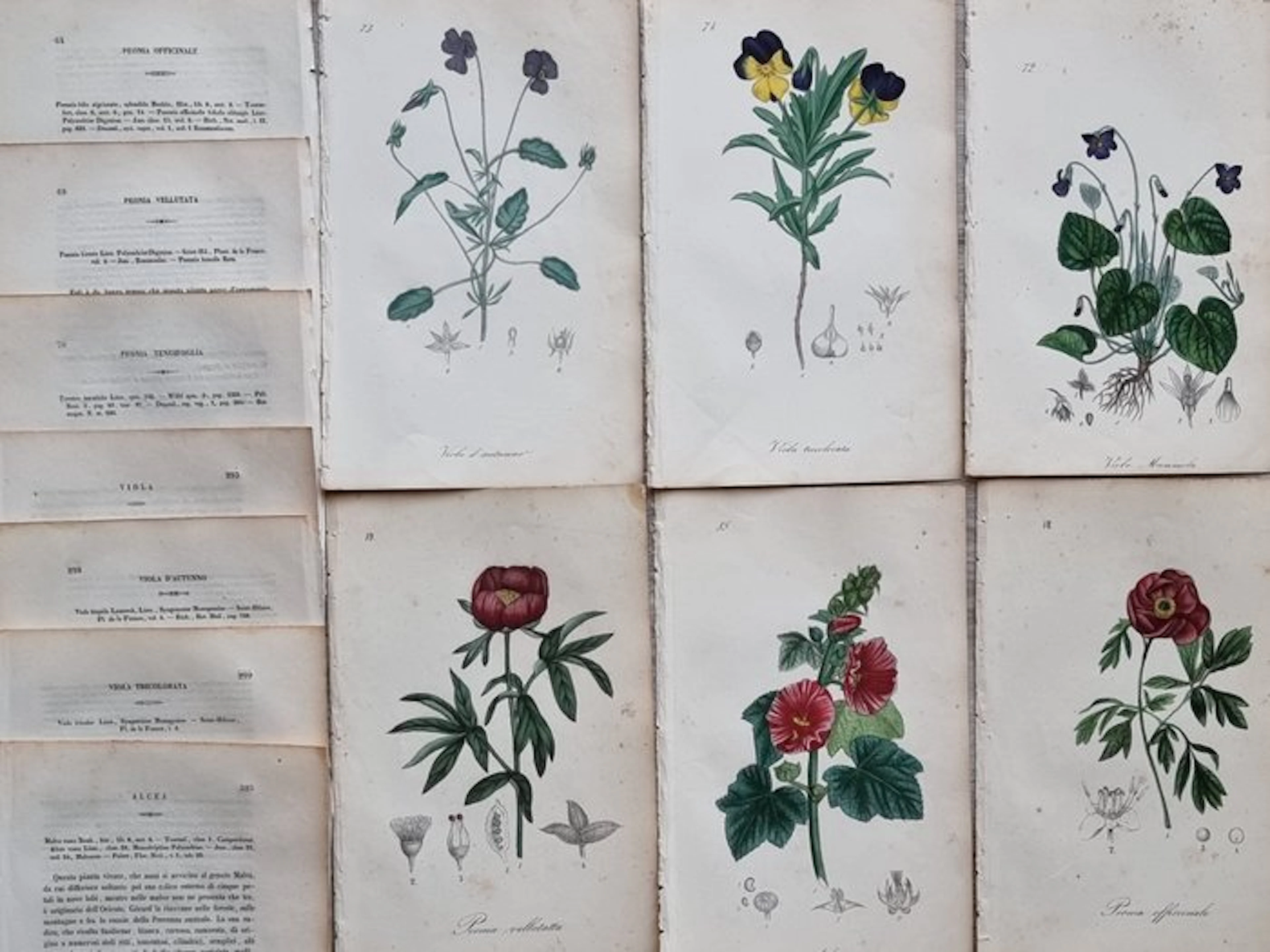 Felice Cassone (1815/ 1854) - Lot