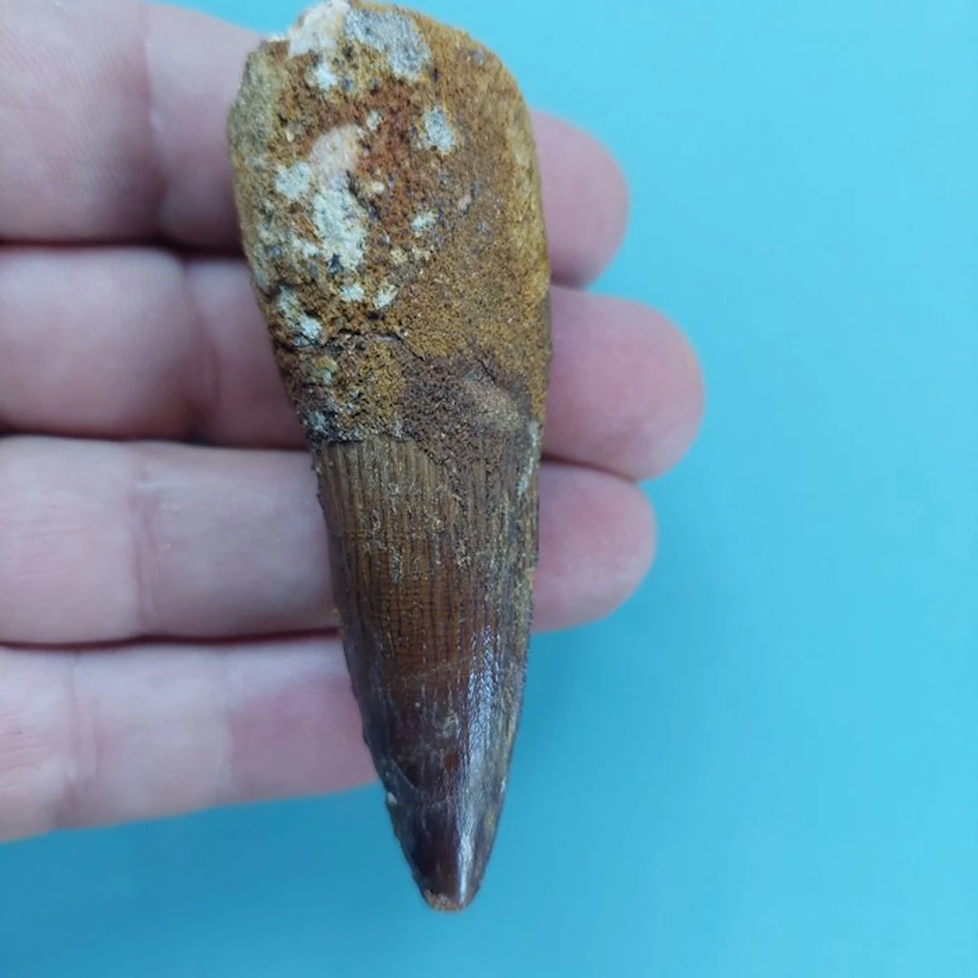 Spinosaur - Fossil tooth - 80 mm - 28 mm