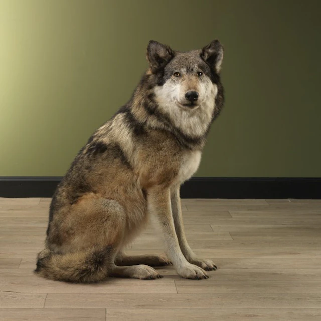 Wolf Taxidermy full body mount - Canis lupus - 85 cm - 42...
