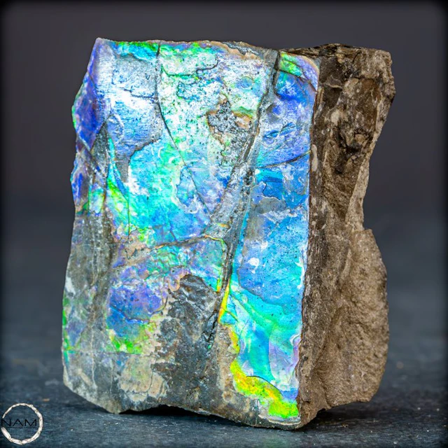 Natural ammolite – Fossil ammonite with intense color play | Alberta