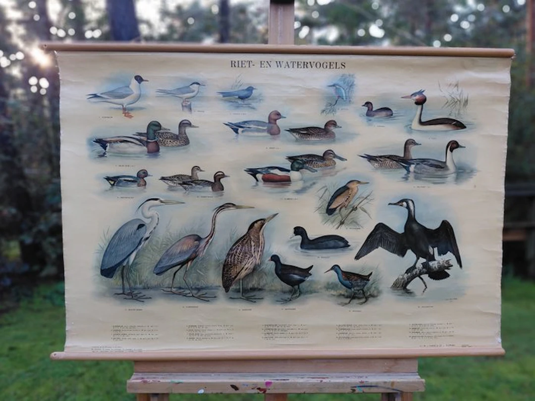 H.J. Slijper - Thieme-Zutphen - Riet- en Watervogels (1954)